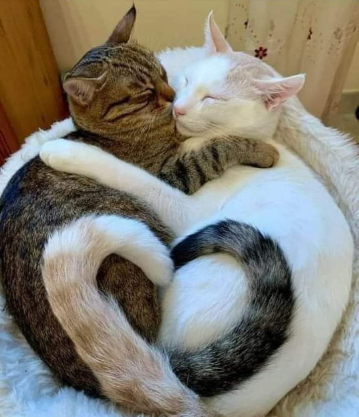 Two cats, one heart. r/aww