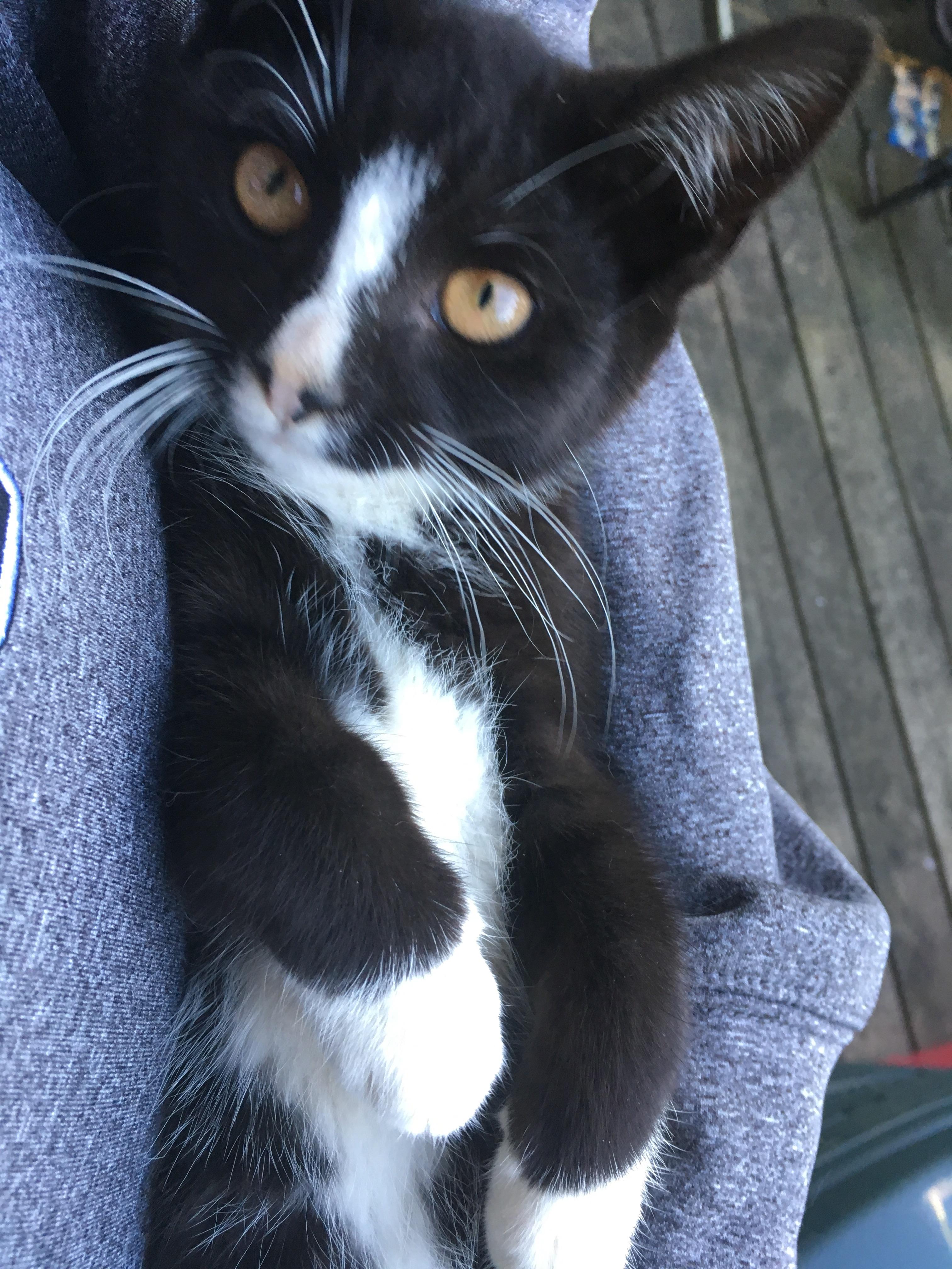 Someone likes being held like a baby 😺 r/TuxedoCats