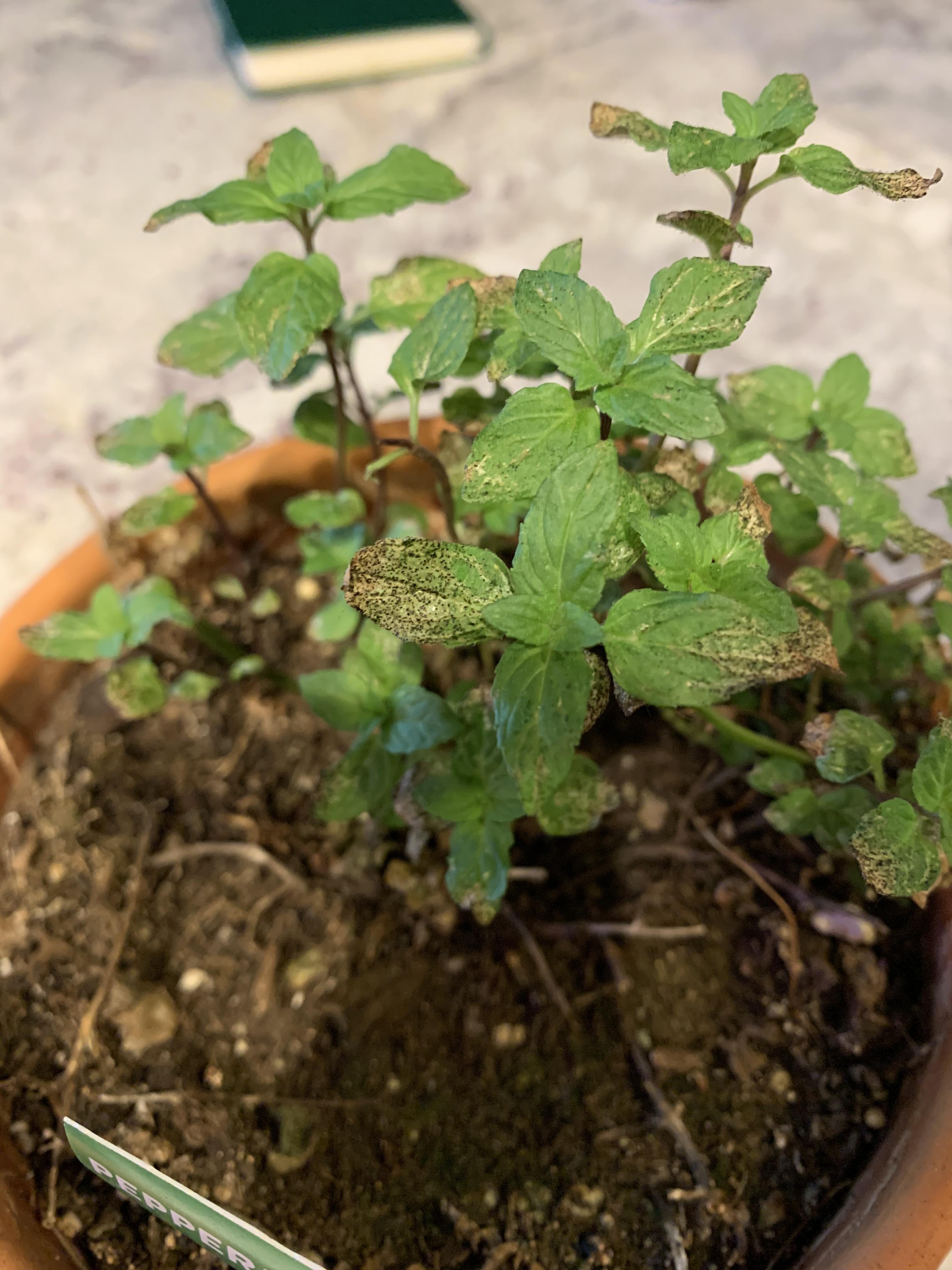 Is my mint sunburnt? Does he have a fungus? He looks unhappy. r