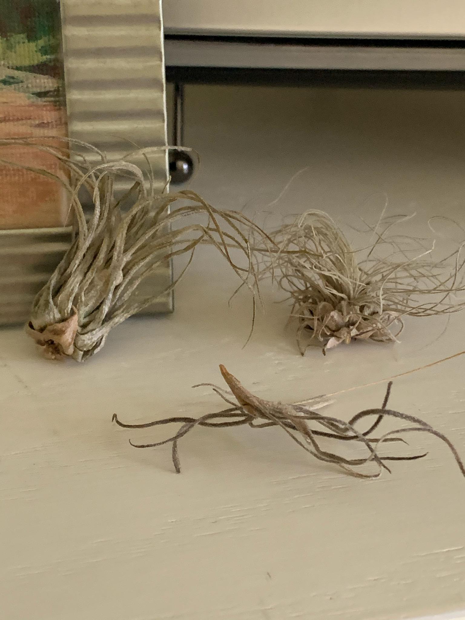 Help! My air plants are dying and I don't know how to fix it r/airplants