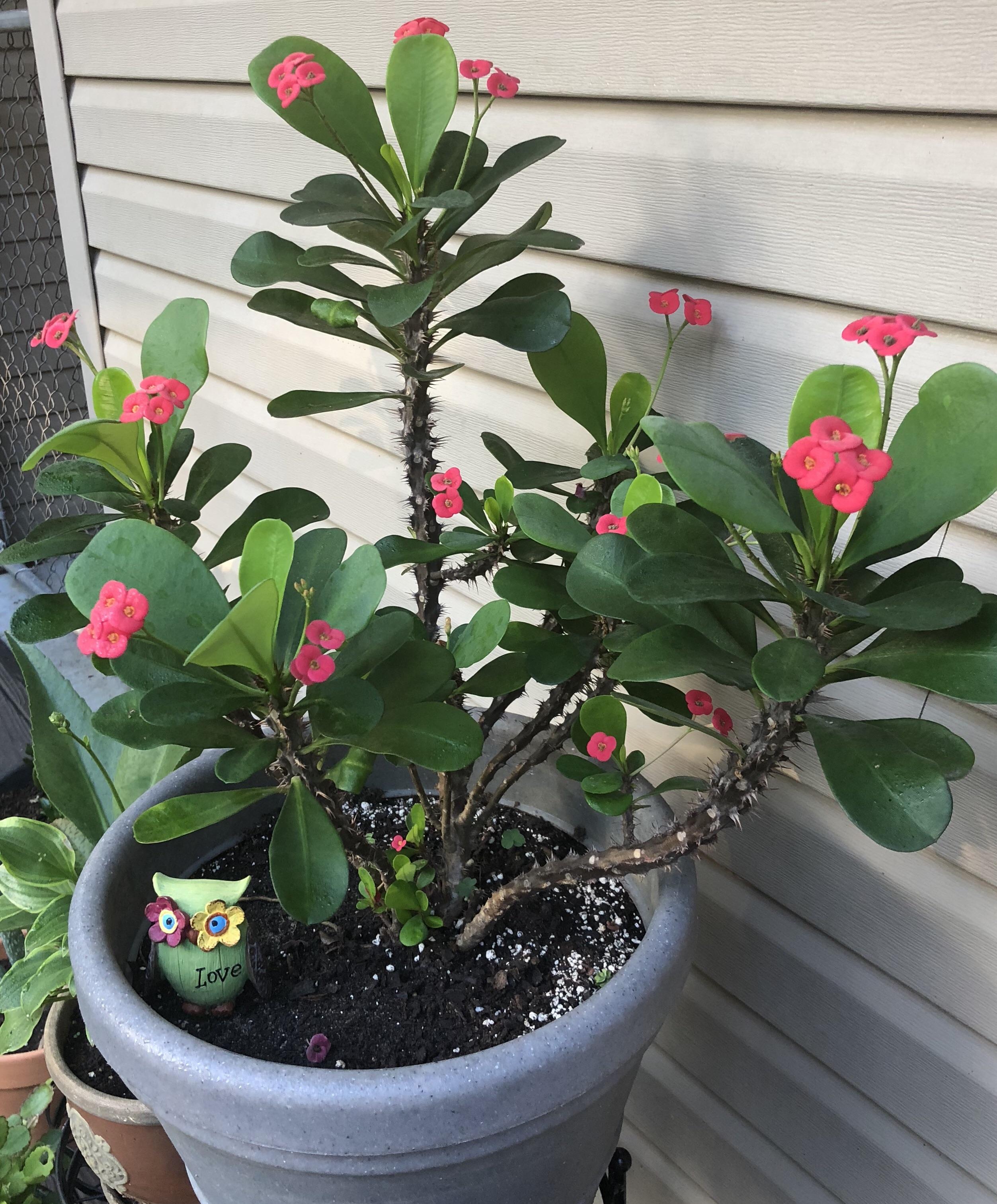 Succulent With Little Pink Flowers Best Succulent Ideas