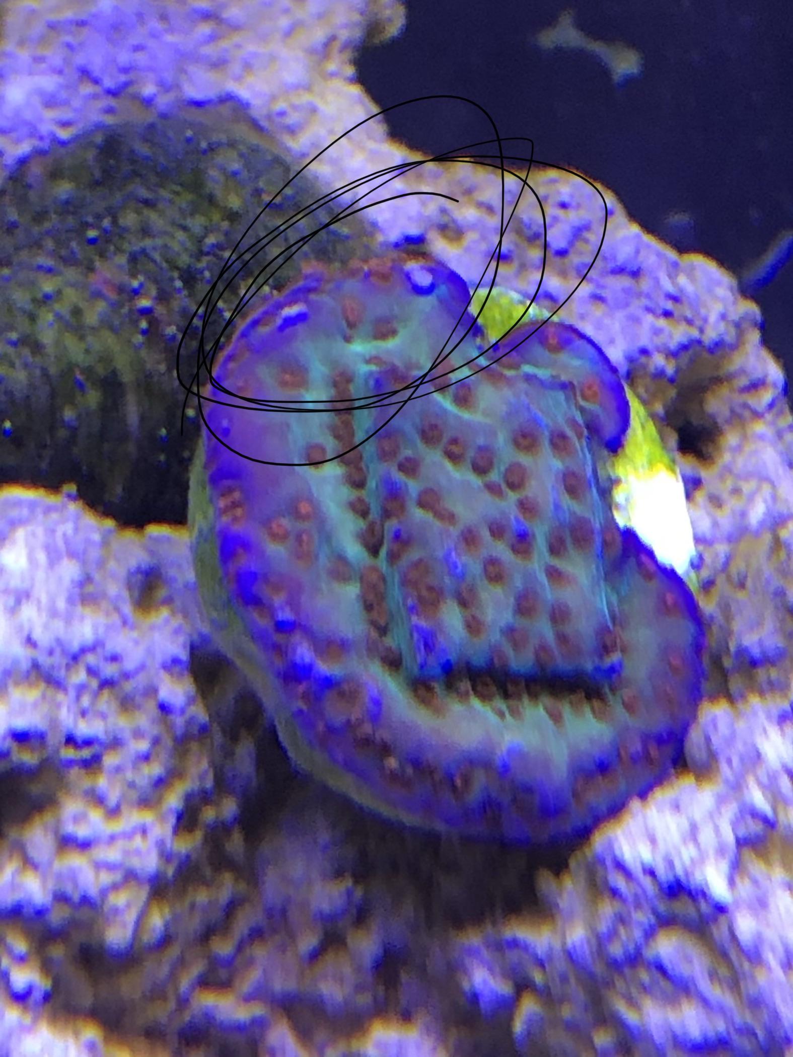 Bleaching??? r/Aquariums