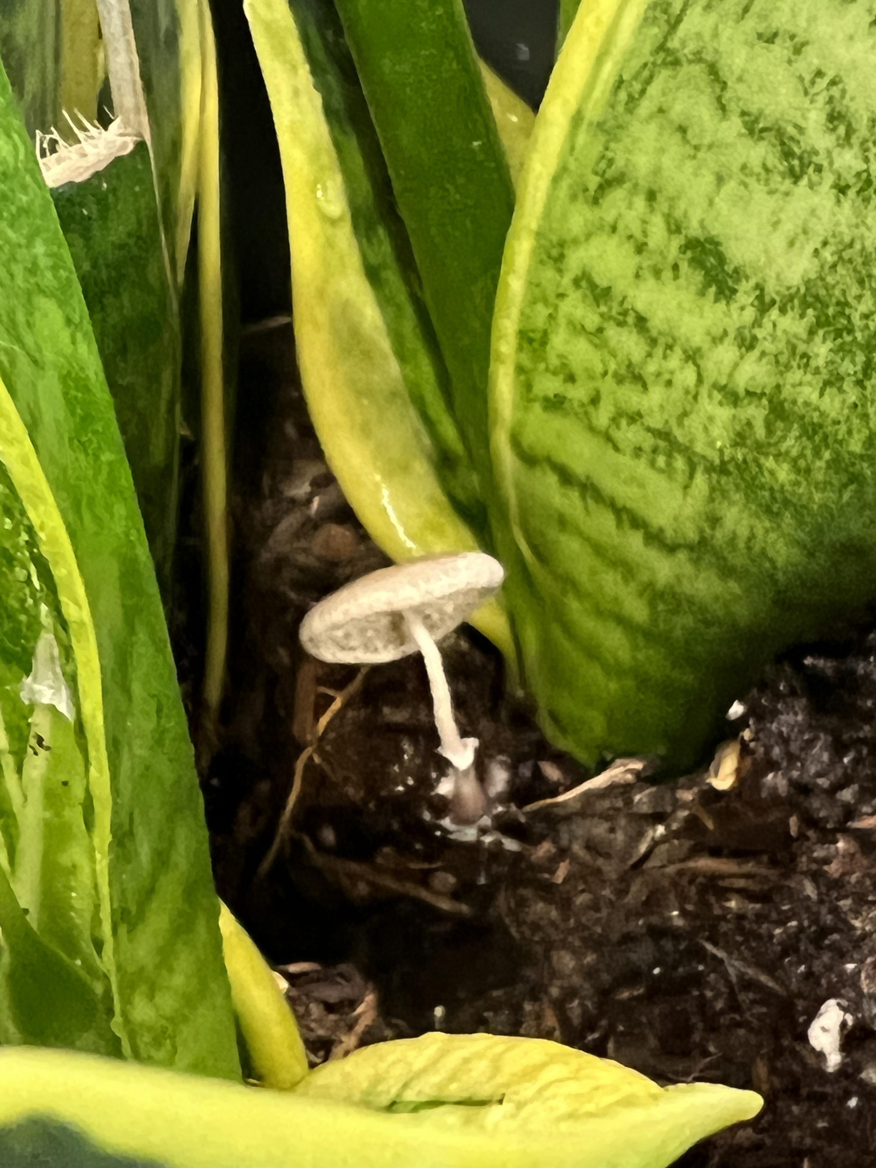 Should i pick this? will it kill my snake plant? r/plantclinic