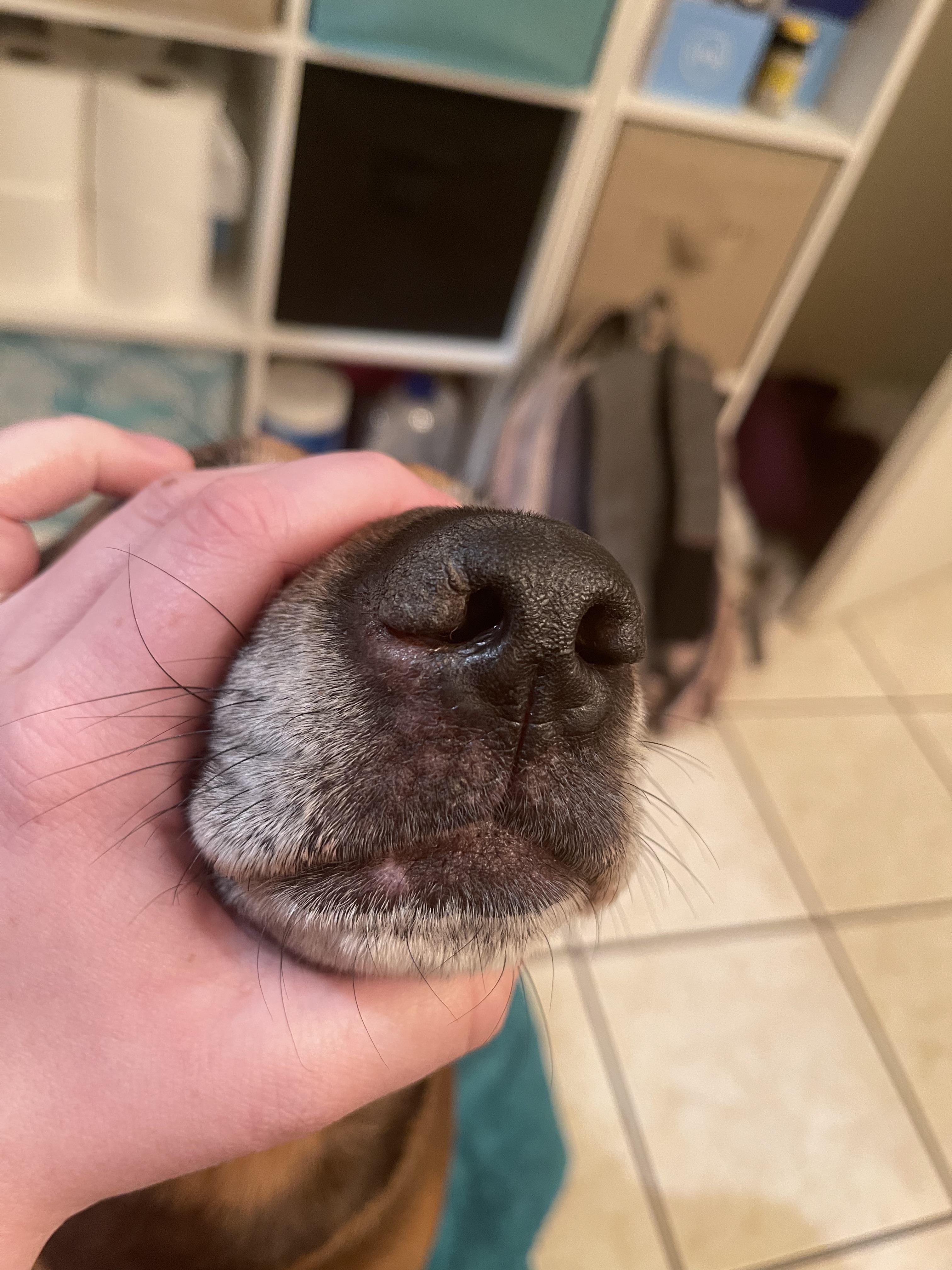 My dogs nostril flap thing has looked pink and raw for a few days and i