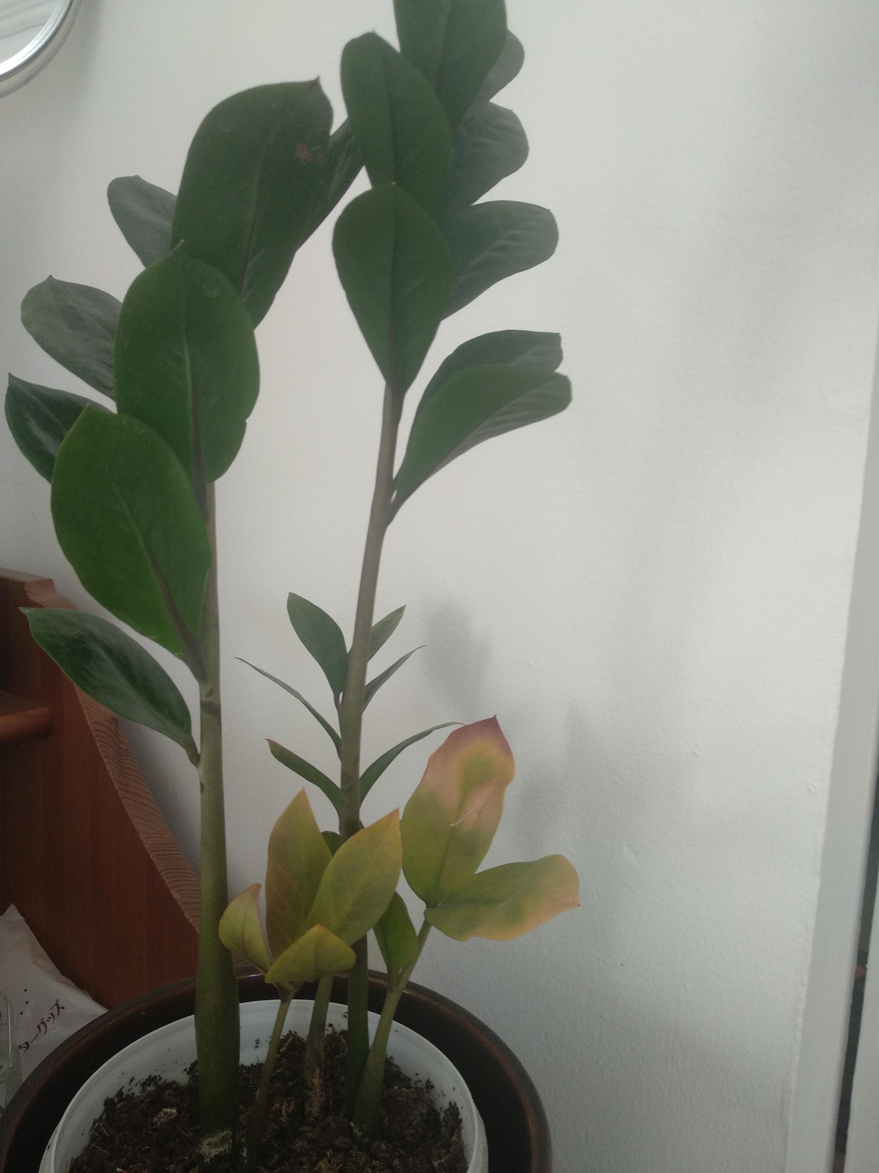 What is wrong with my ZZ plant yellowing and browning leaves on