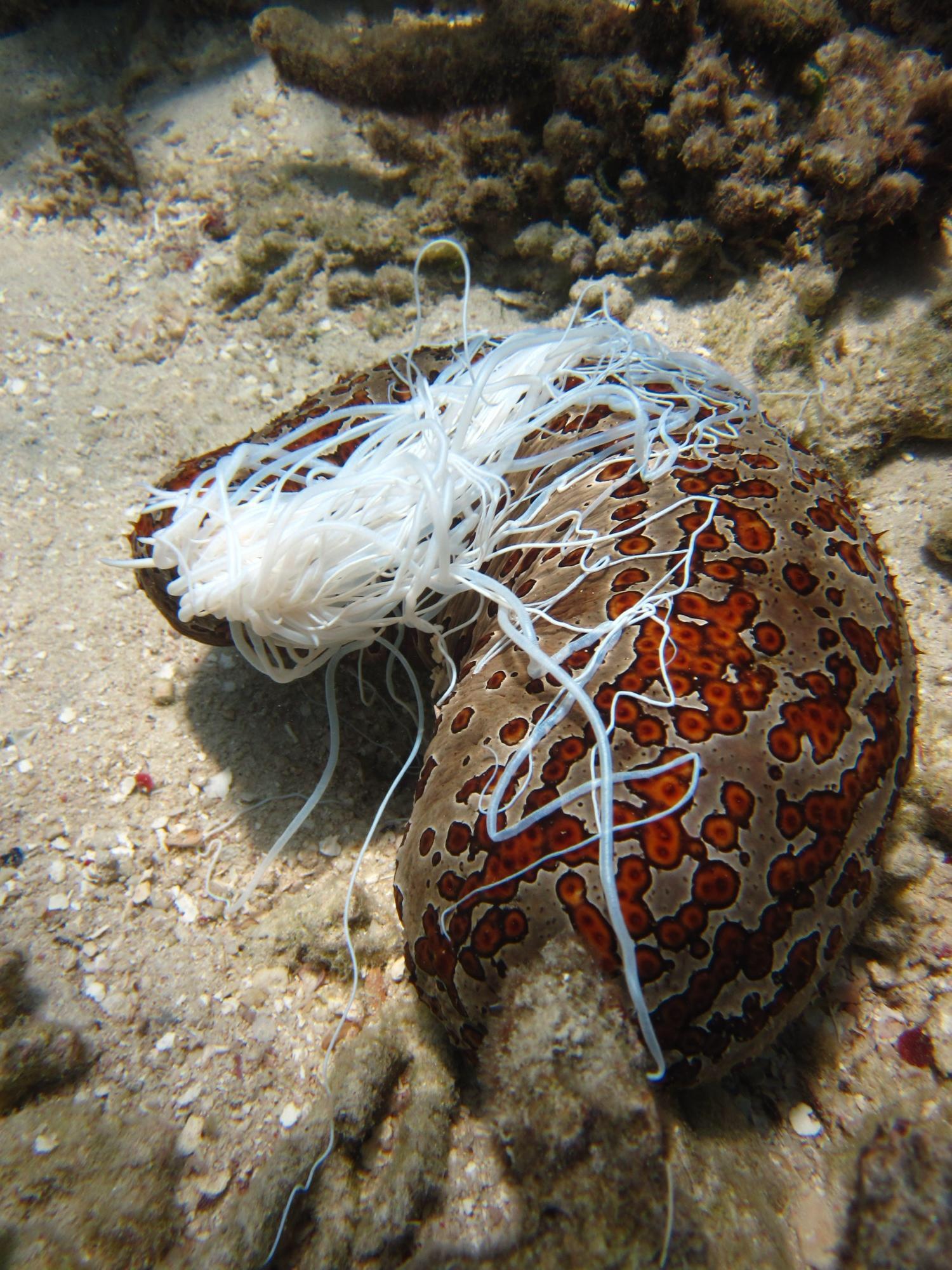 🔥 The sea cucumber can eject its sticky intestines and other organs