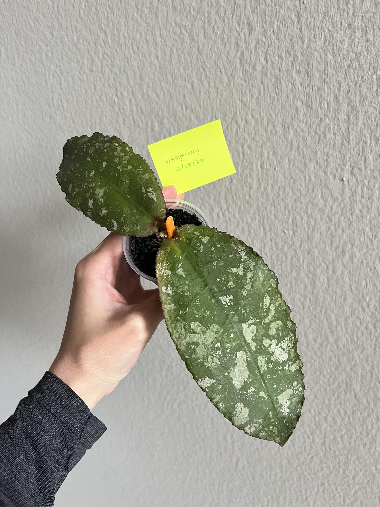 [US] Hoyas for sale! r/TakeaPlantLeaveaPlant