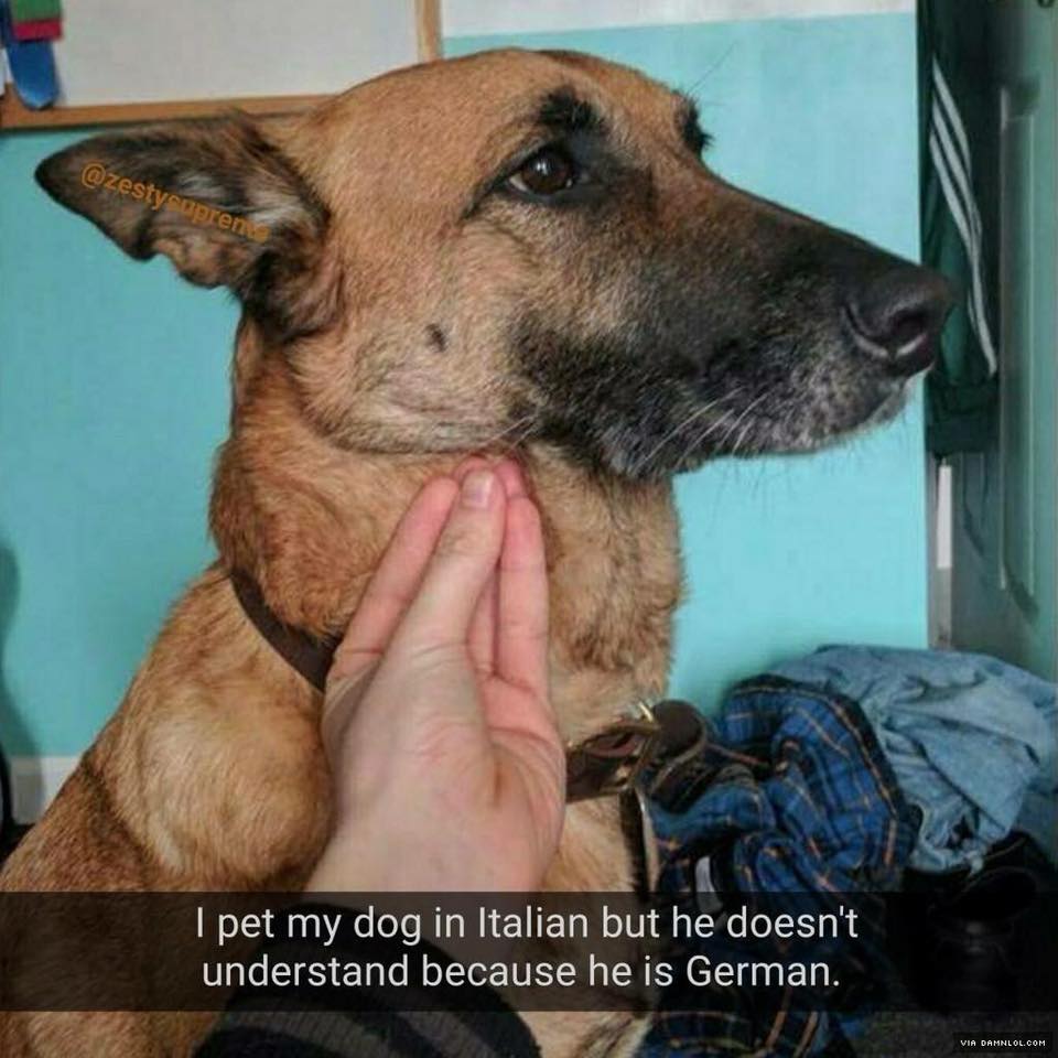 I pet my dog in Italian. r/funny