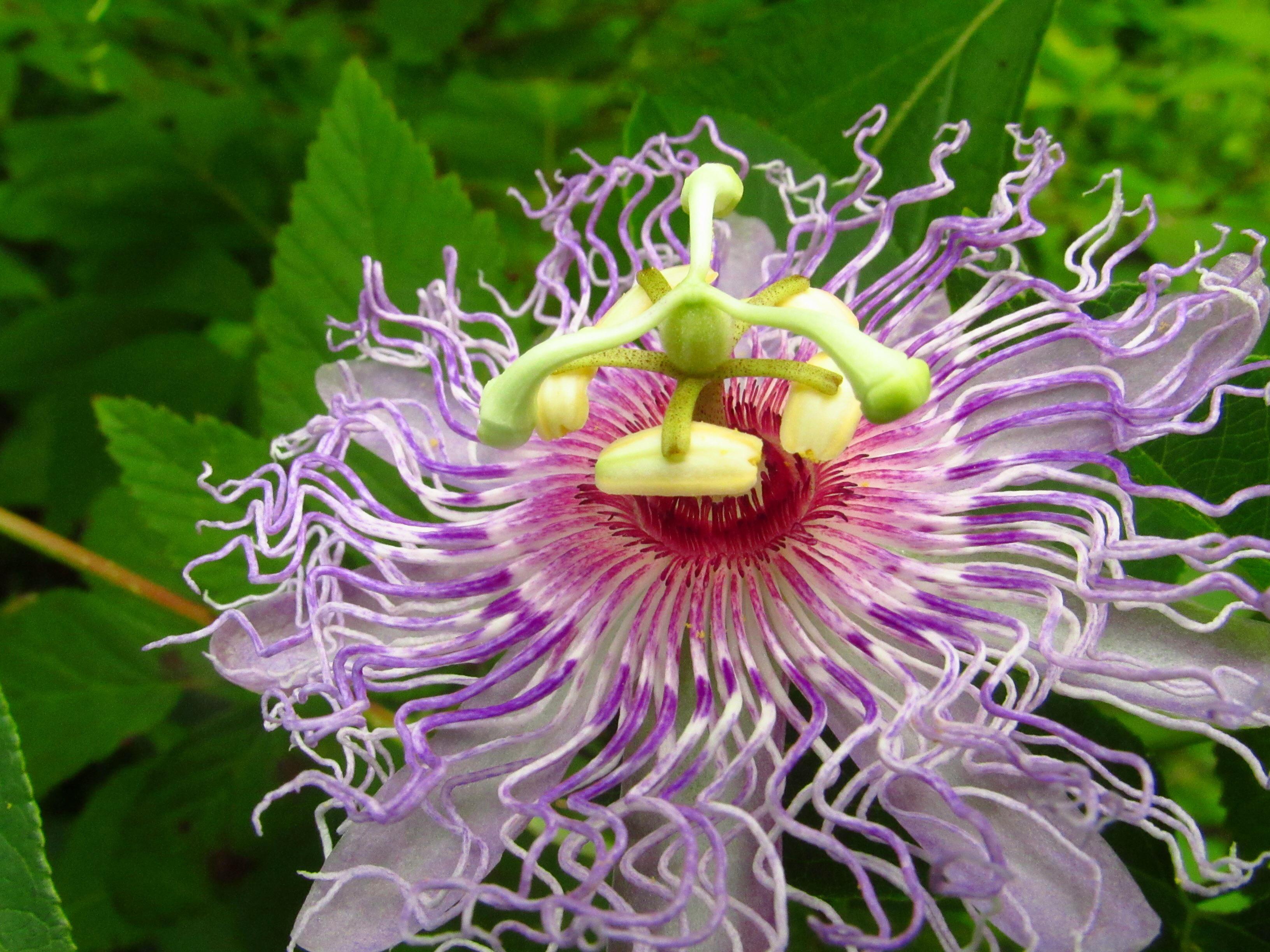 Local Passion Fruit Flowers Are Blooming. r/houston