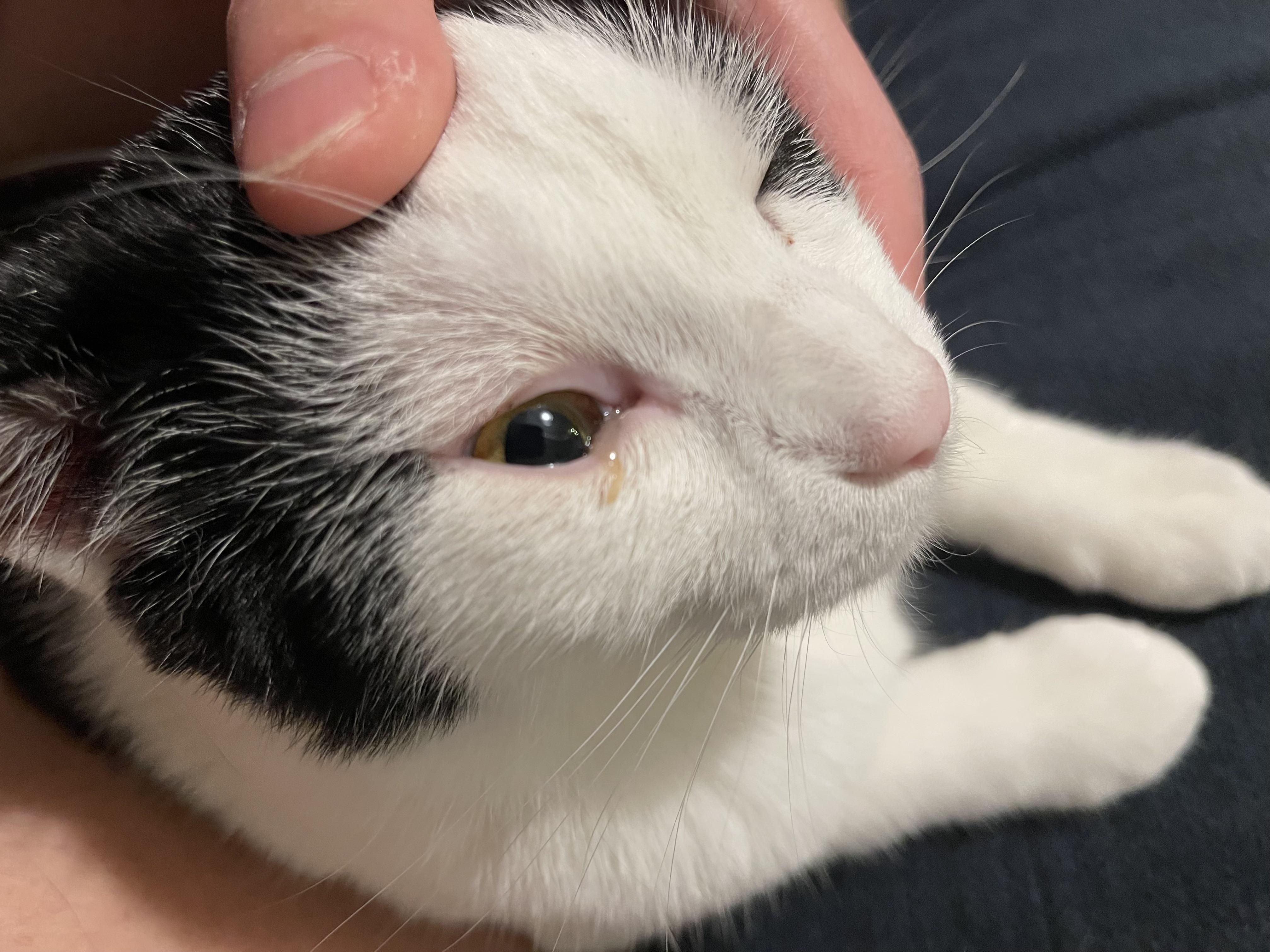 Any idea why my cat has this discharge? I sometimes have to clean it