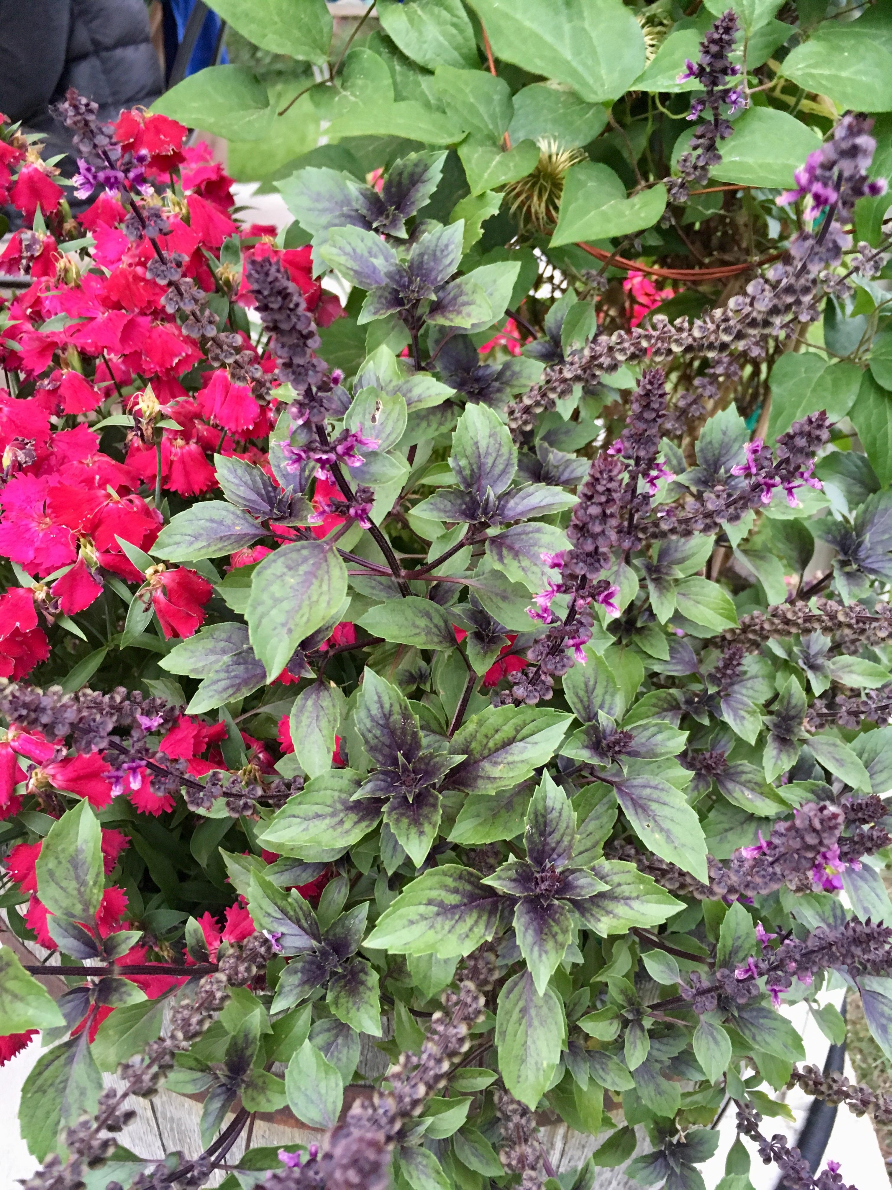 “Wild Magic” basil. It tastes amazing and it’s sooo pretty! r/gardening