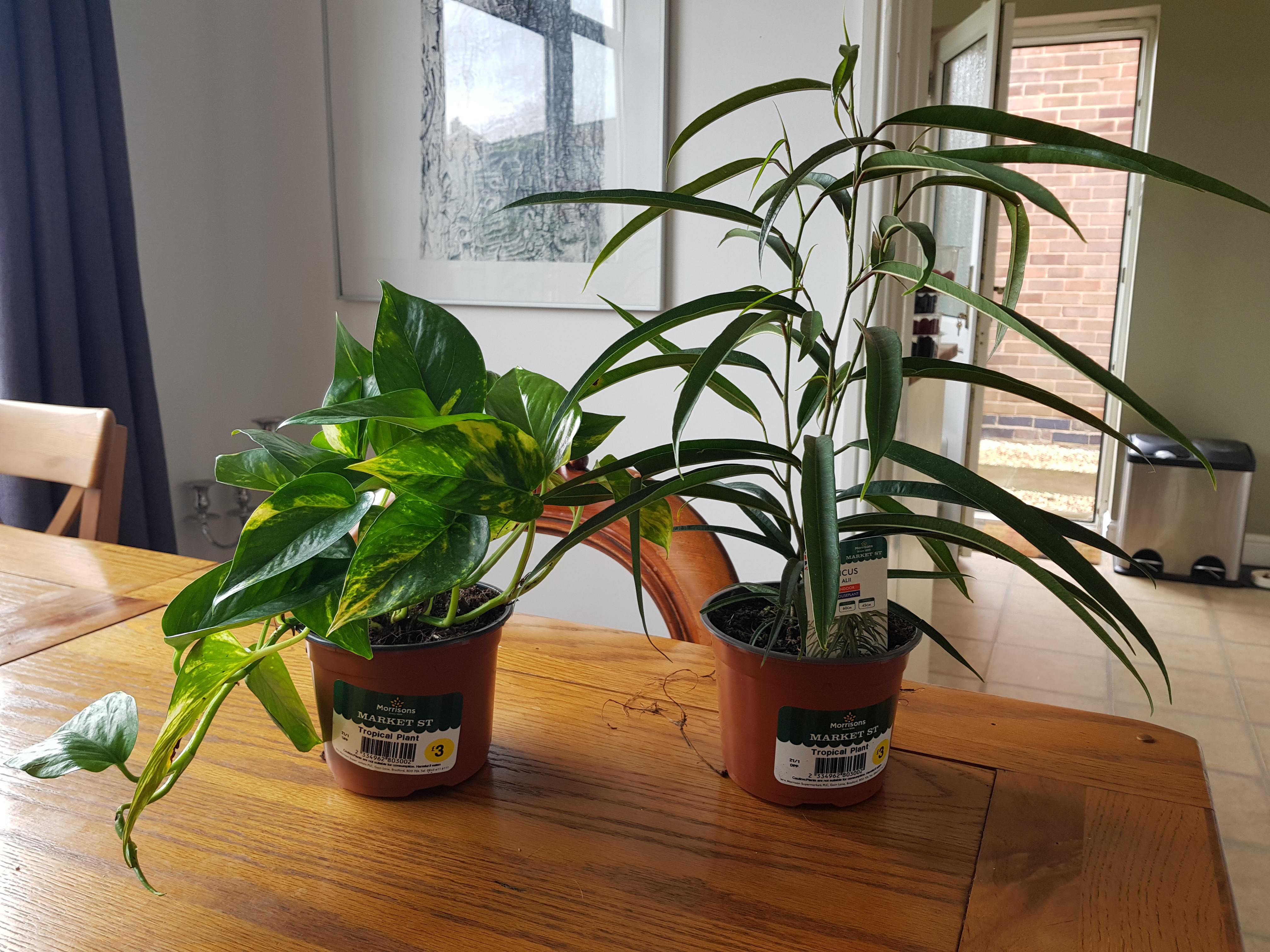 Oh Morrisons, how do I love thee! Just picked up these two lovelies for