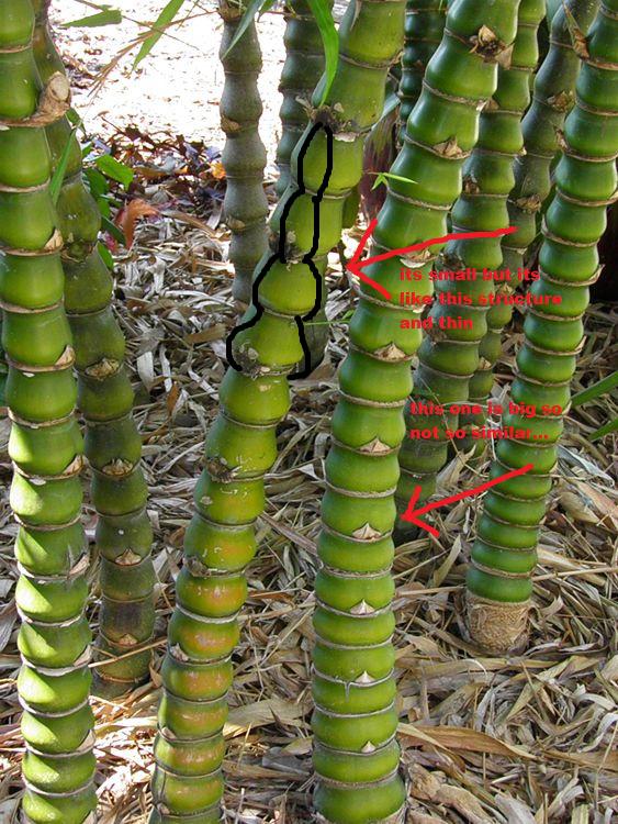 Heat Treating Bamboo Bamboo