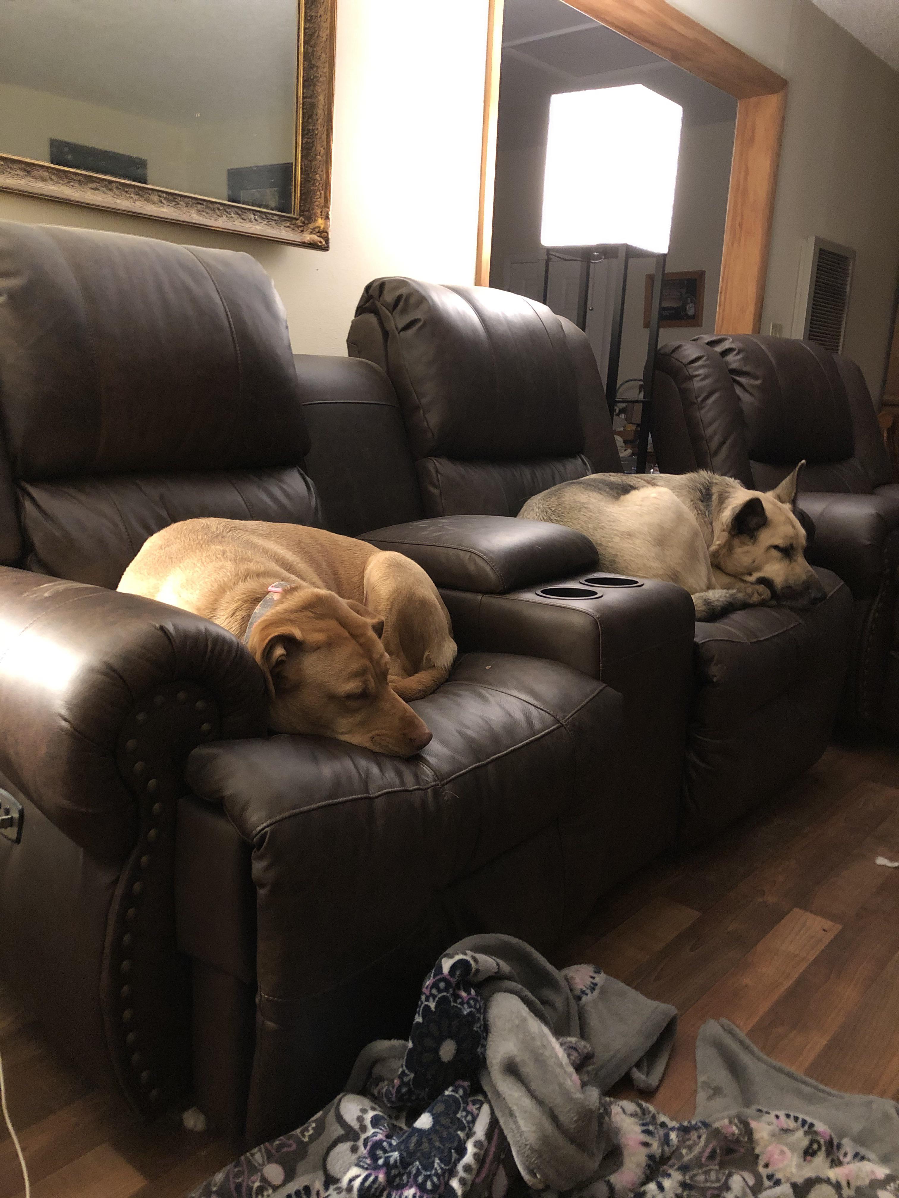 Why do we buy furniture for humans again? Lab is Maggie and the GSD is