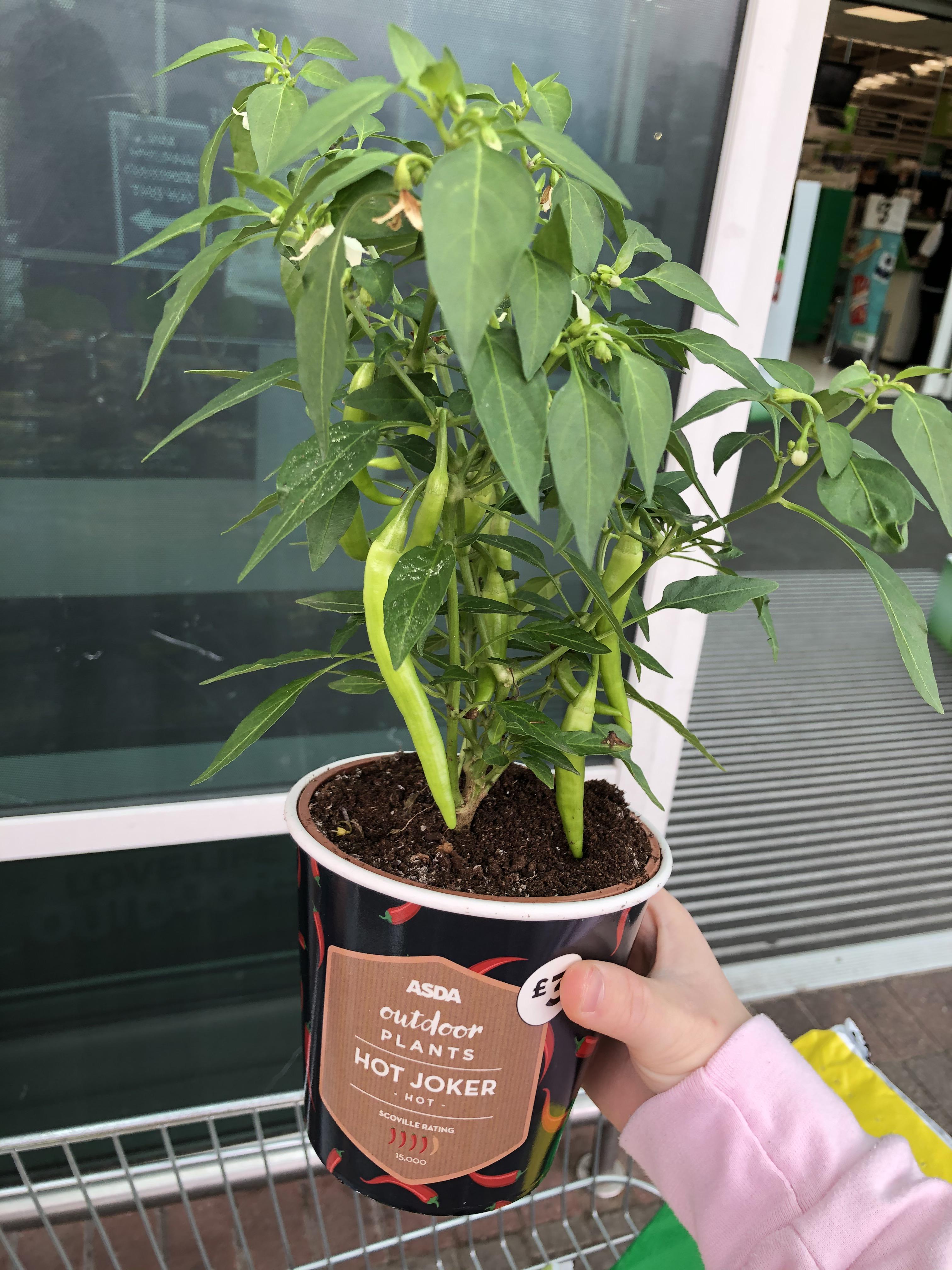 Asda has loads of established chilli plants for £3 r/gardening