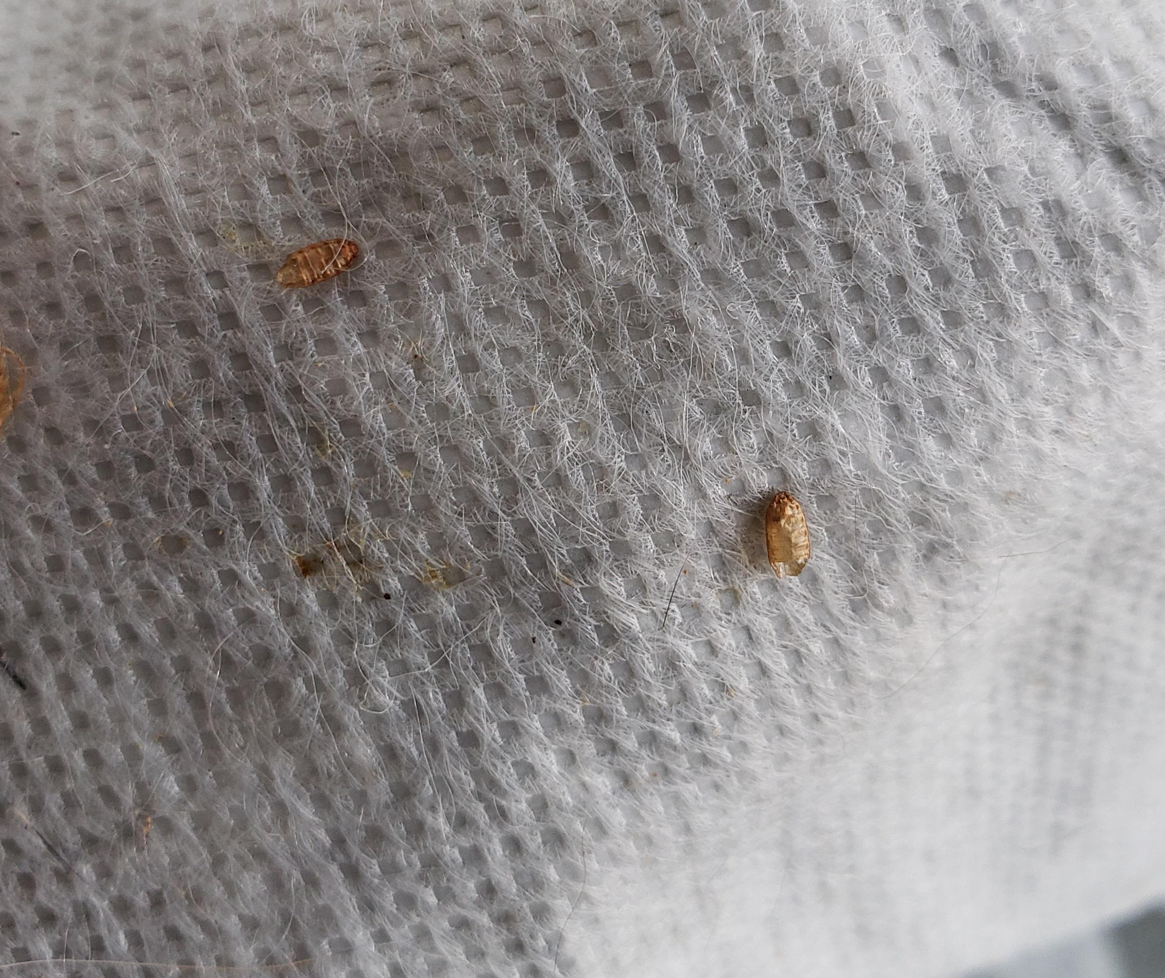 Found on a jacket in a storage unit. They're hollow. Is it from bedbugs