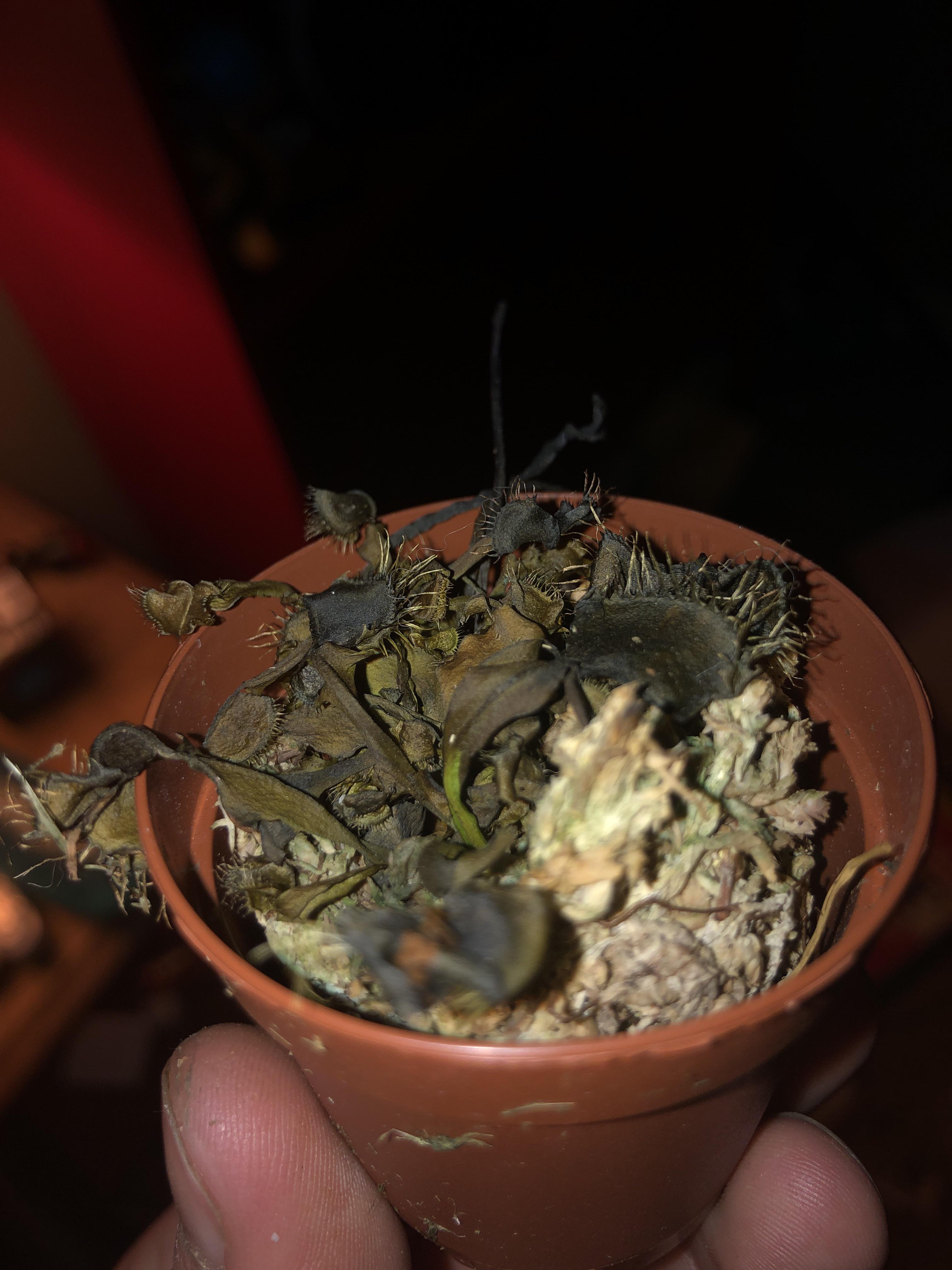 Hi my plant Pee Pee is it making new leaves? Did he turn black because of summer? I keep him