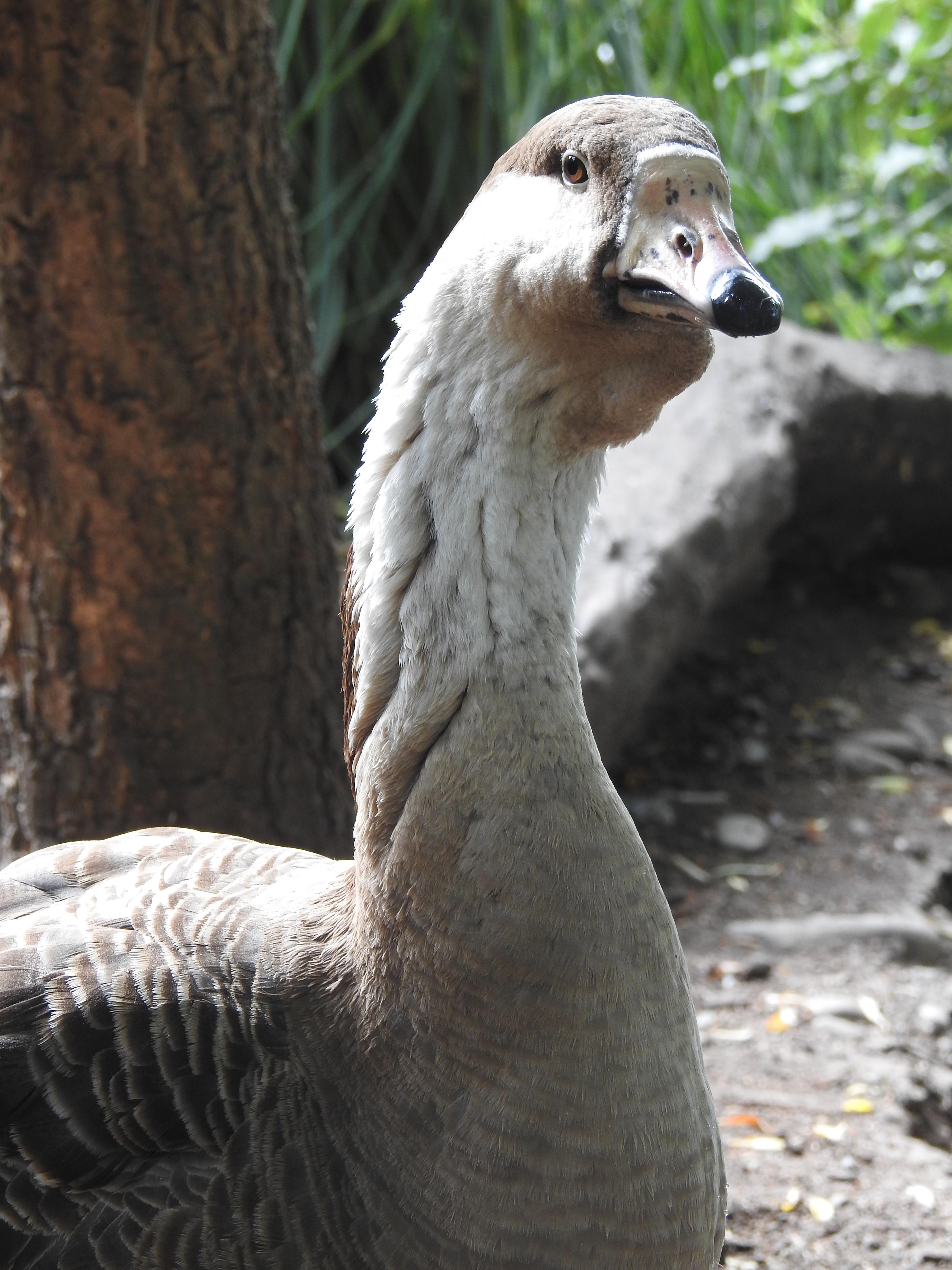 Chinese goose at Willowbank Wildlife Reserve r/NewZealandWildlife