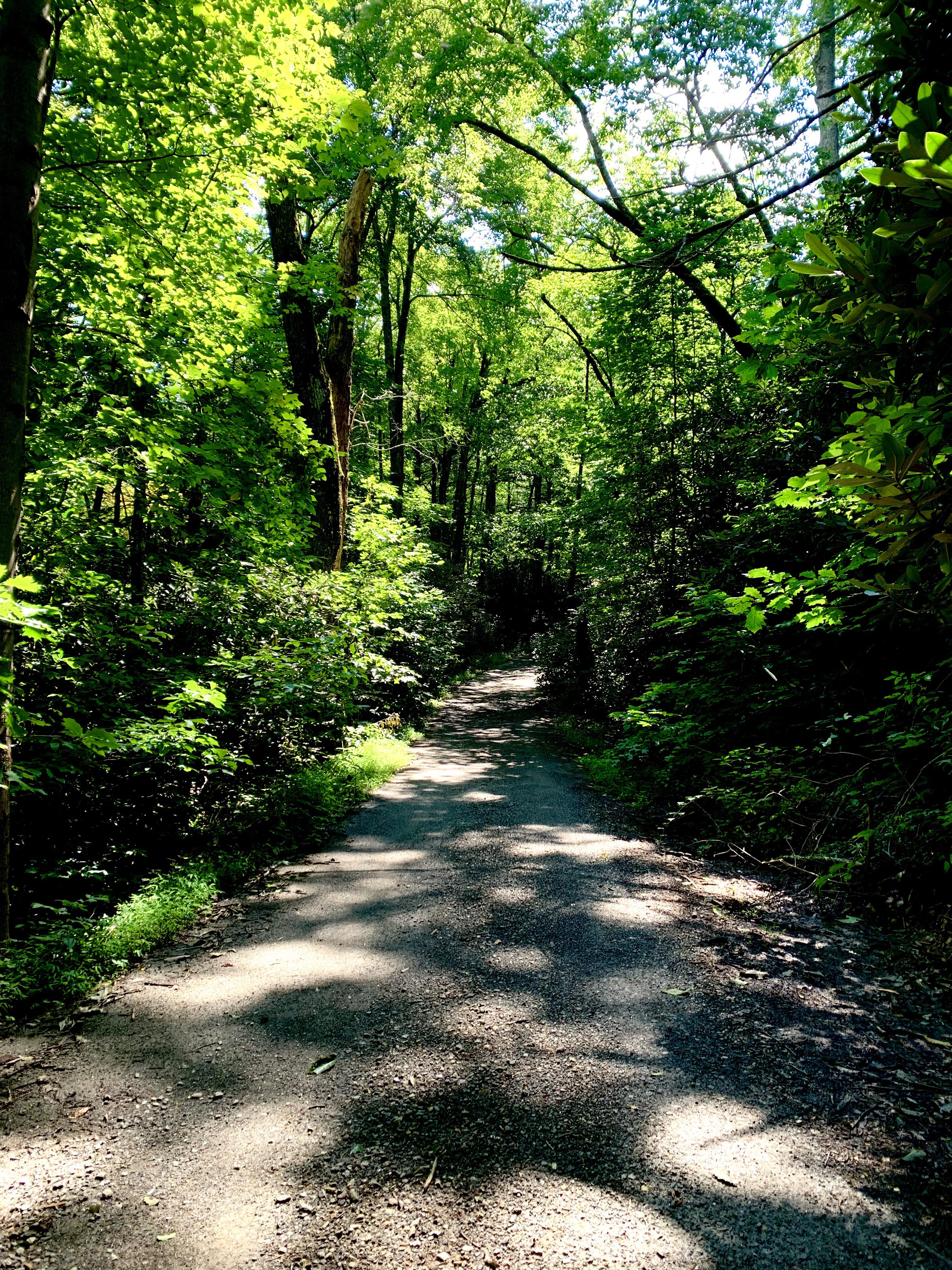 👌🏼 weather for a morning hike [Montreat, N.C.] r/NorthCarolina