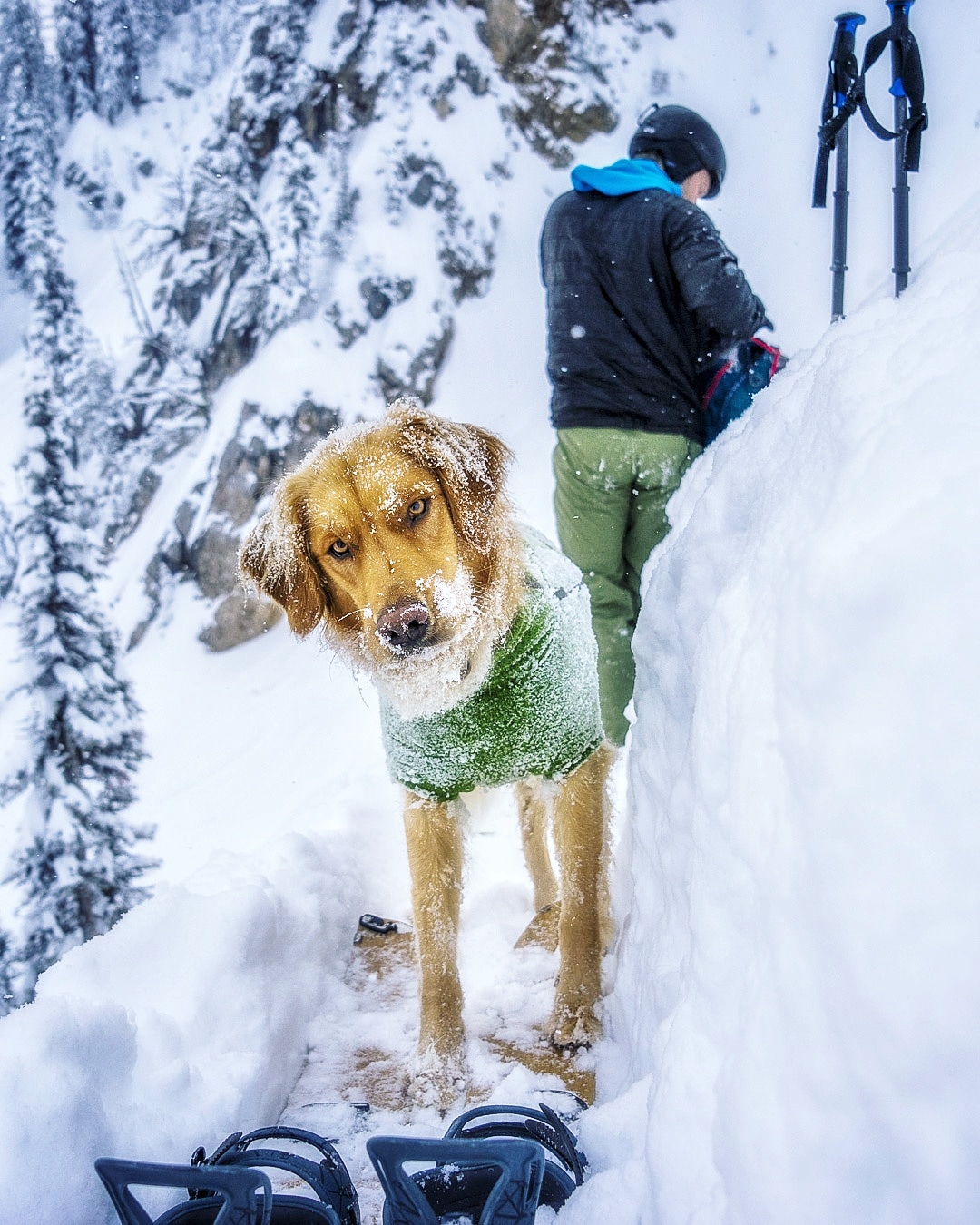 Powderhounds in the backcountry. r/Backcountry