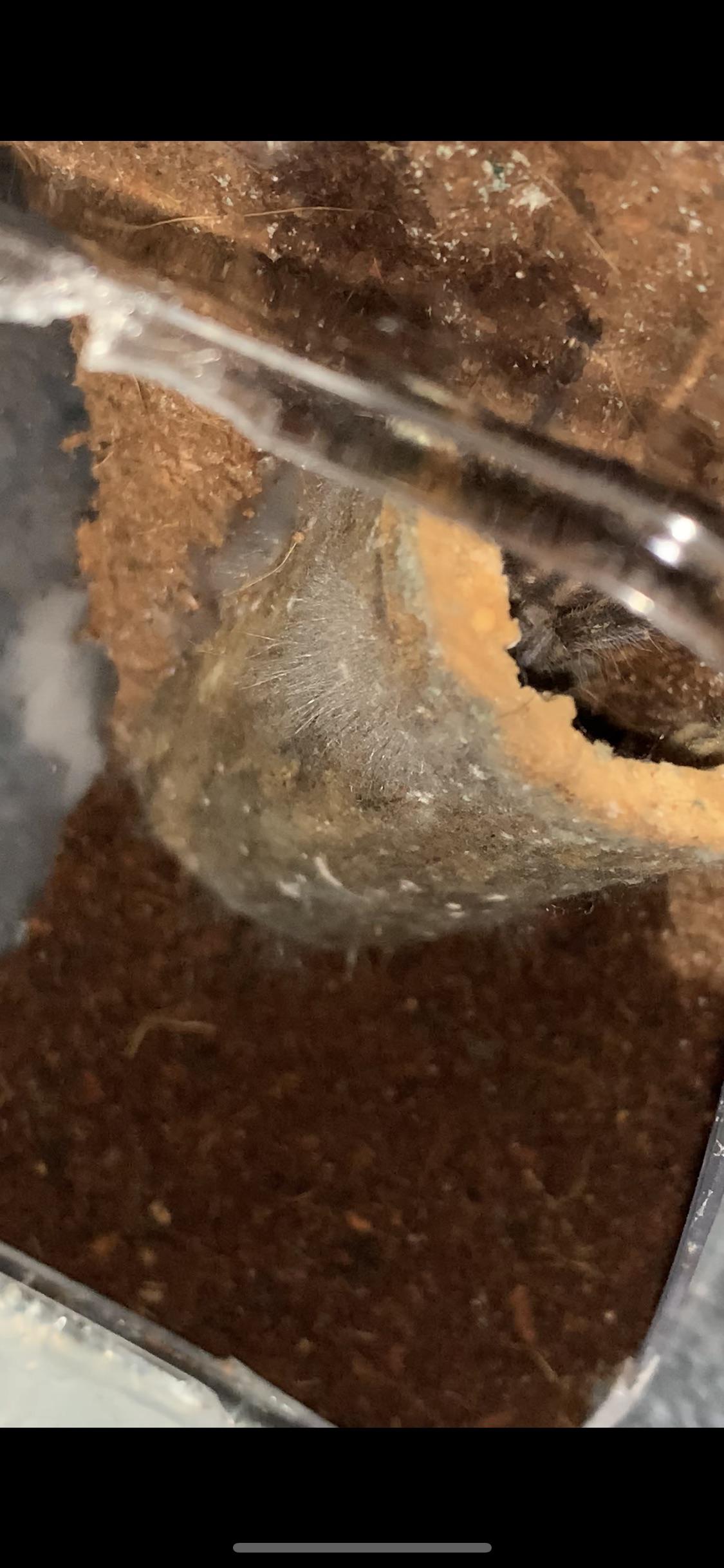 Is this mold deadly to my tarantula and should I worry about it? r