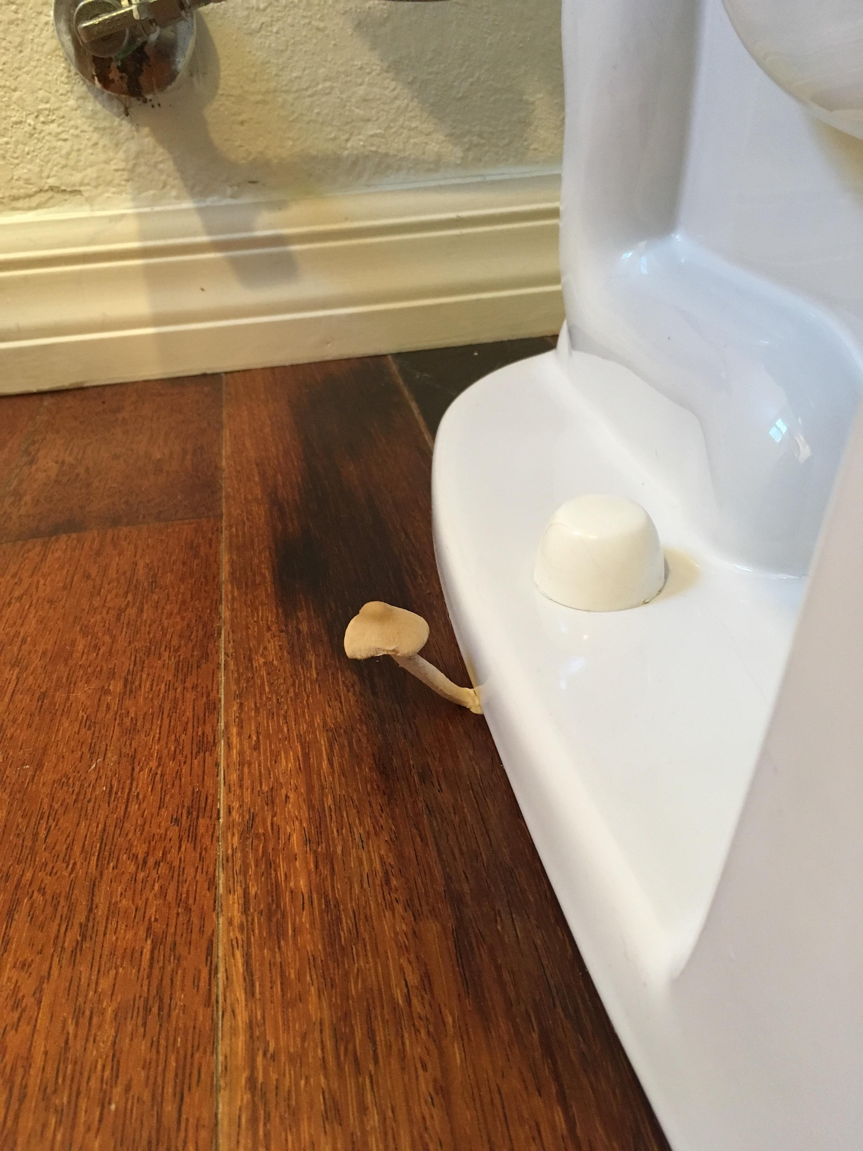 A mushroom growing from the base of my toilet r/mildlyinteresting