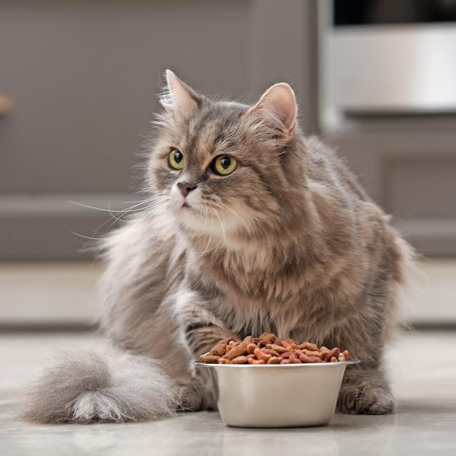 Whisker fatigue happens to some cats when their sensitive