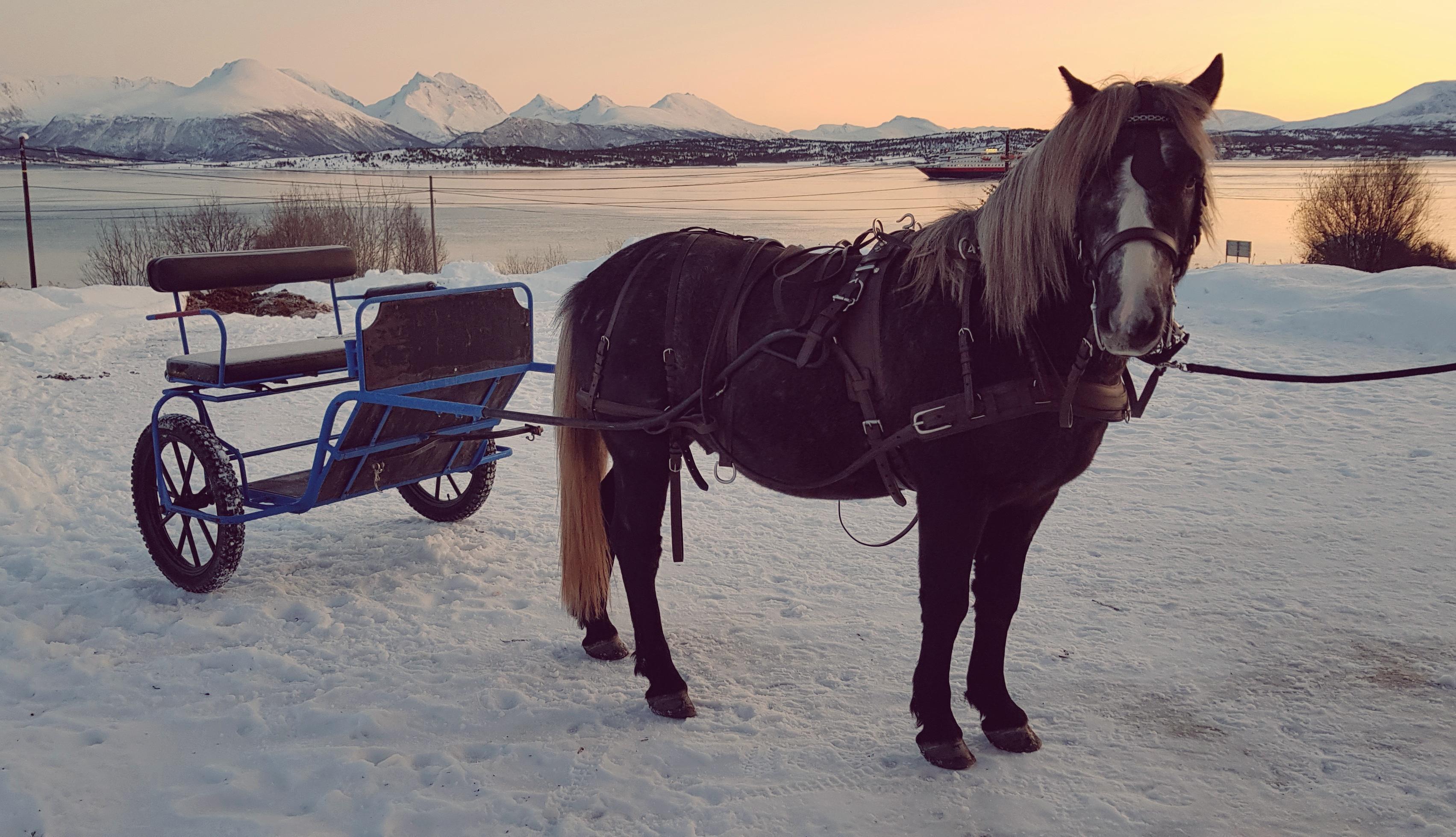 horses & riding horses Driving horse in the making 🥰