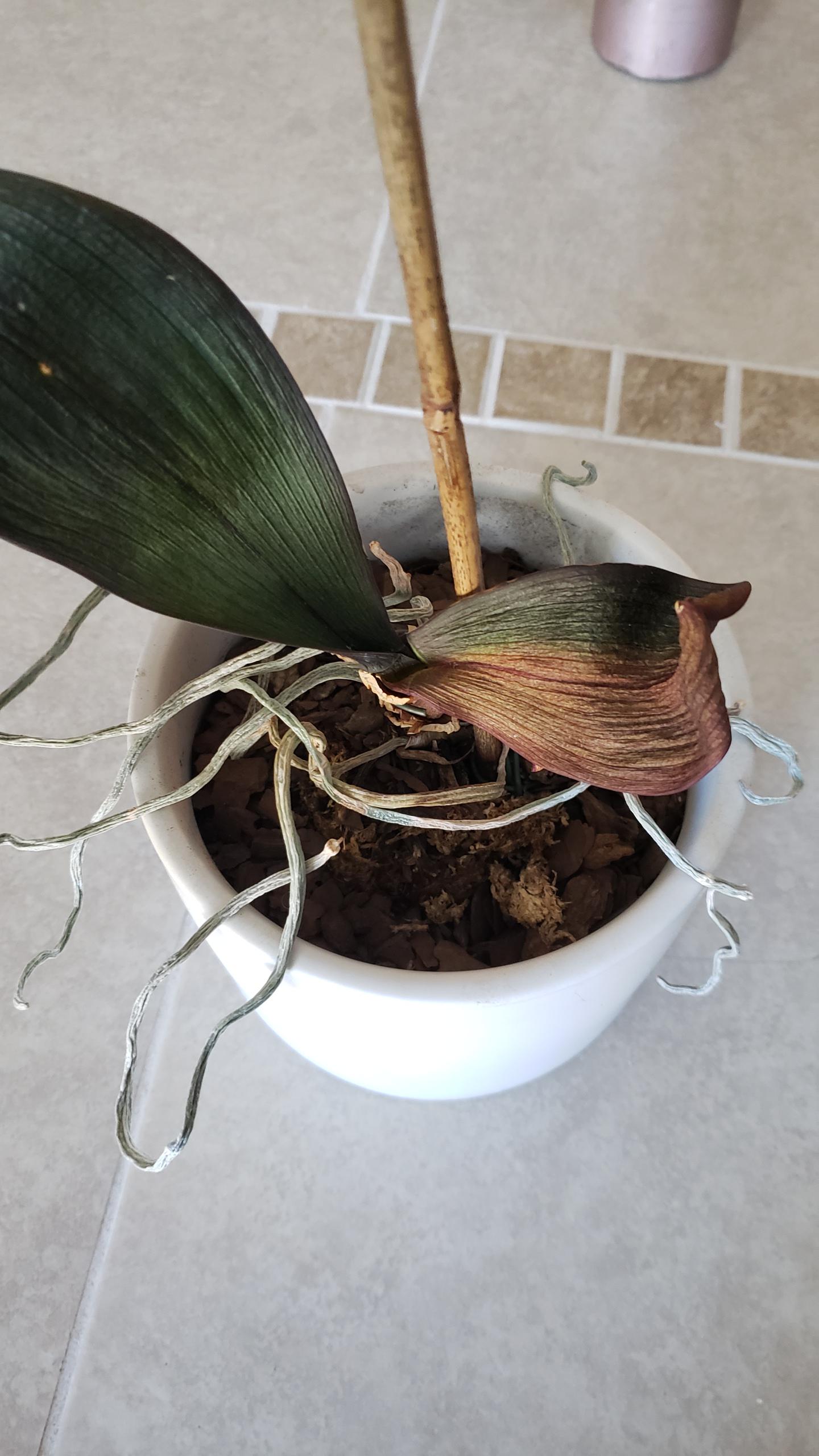 Orchid dead? r/orchids