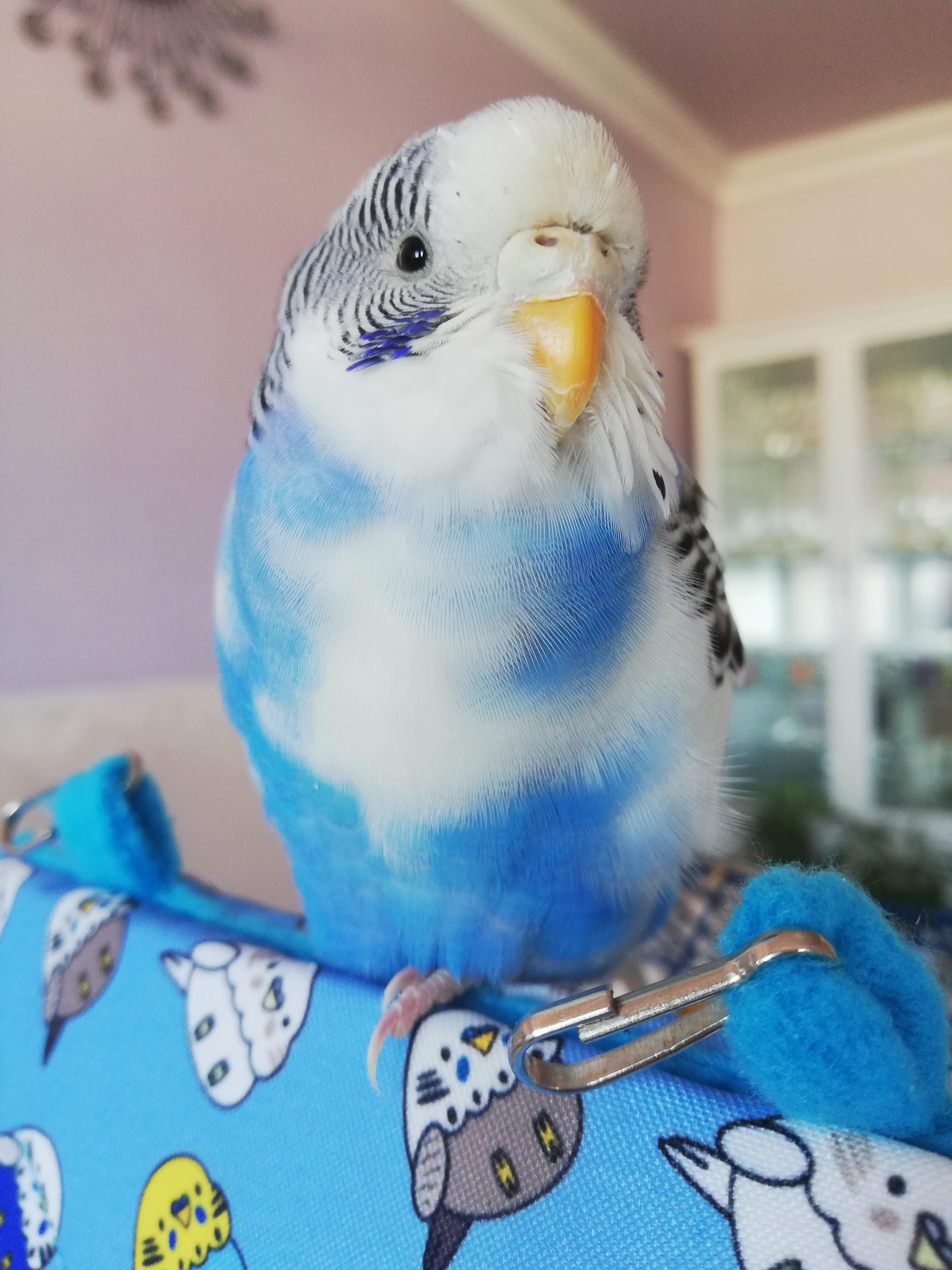 She is all puffed up. r/budgies