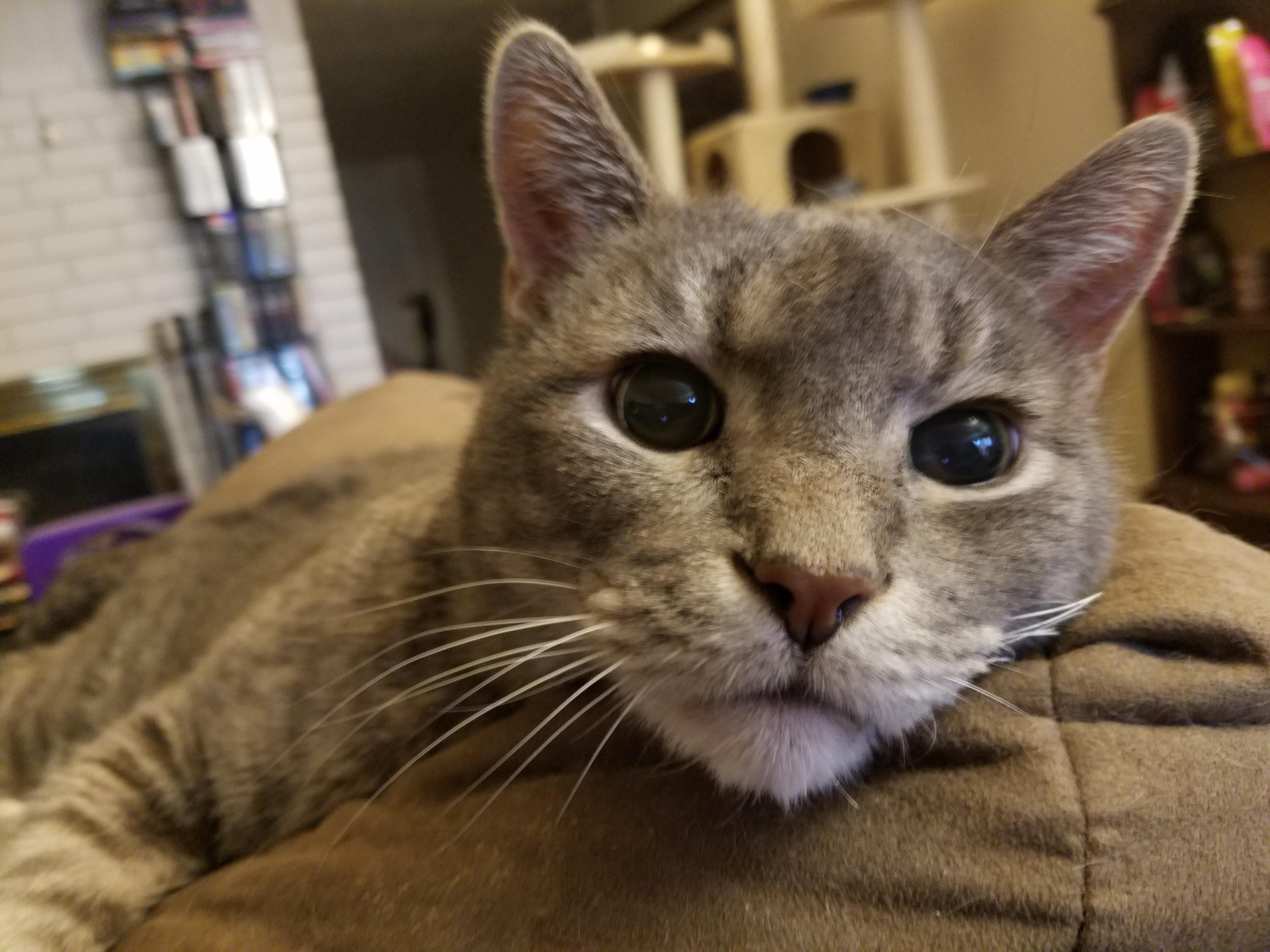 My 17 year old cat, Smokey. He is still very active and eats like a