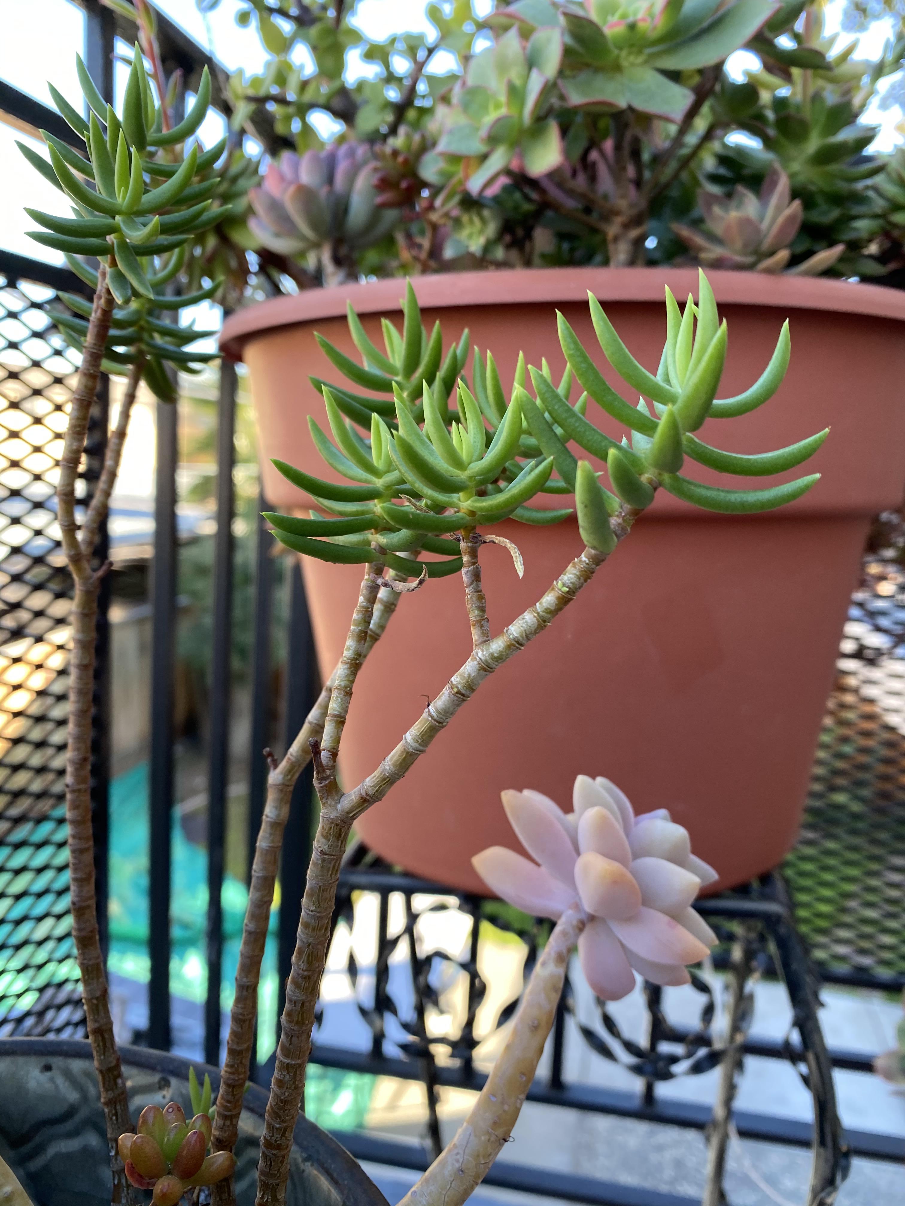 What is this tall spiny green succulent called and why are all it’s leaves falling off? Its stem