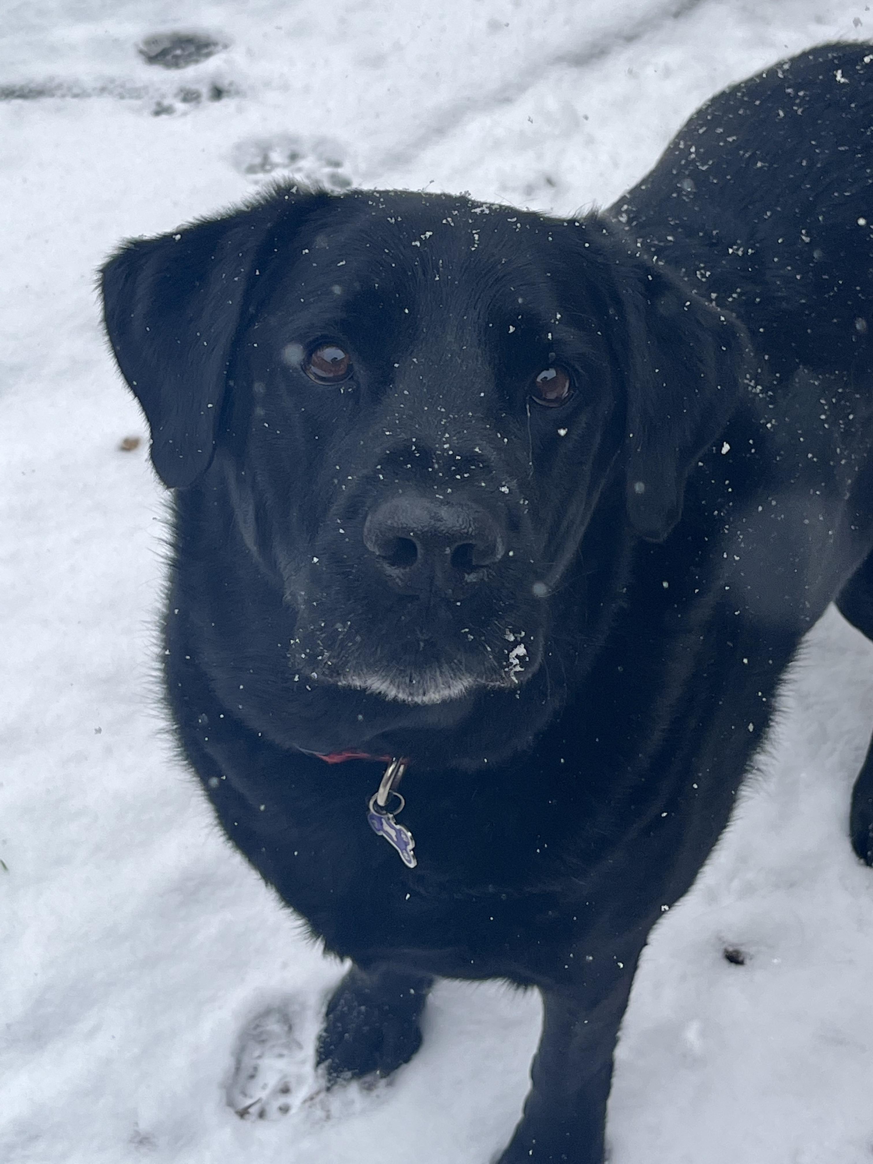 While some people think black dogs are mean, This boy will meander his
