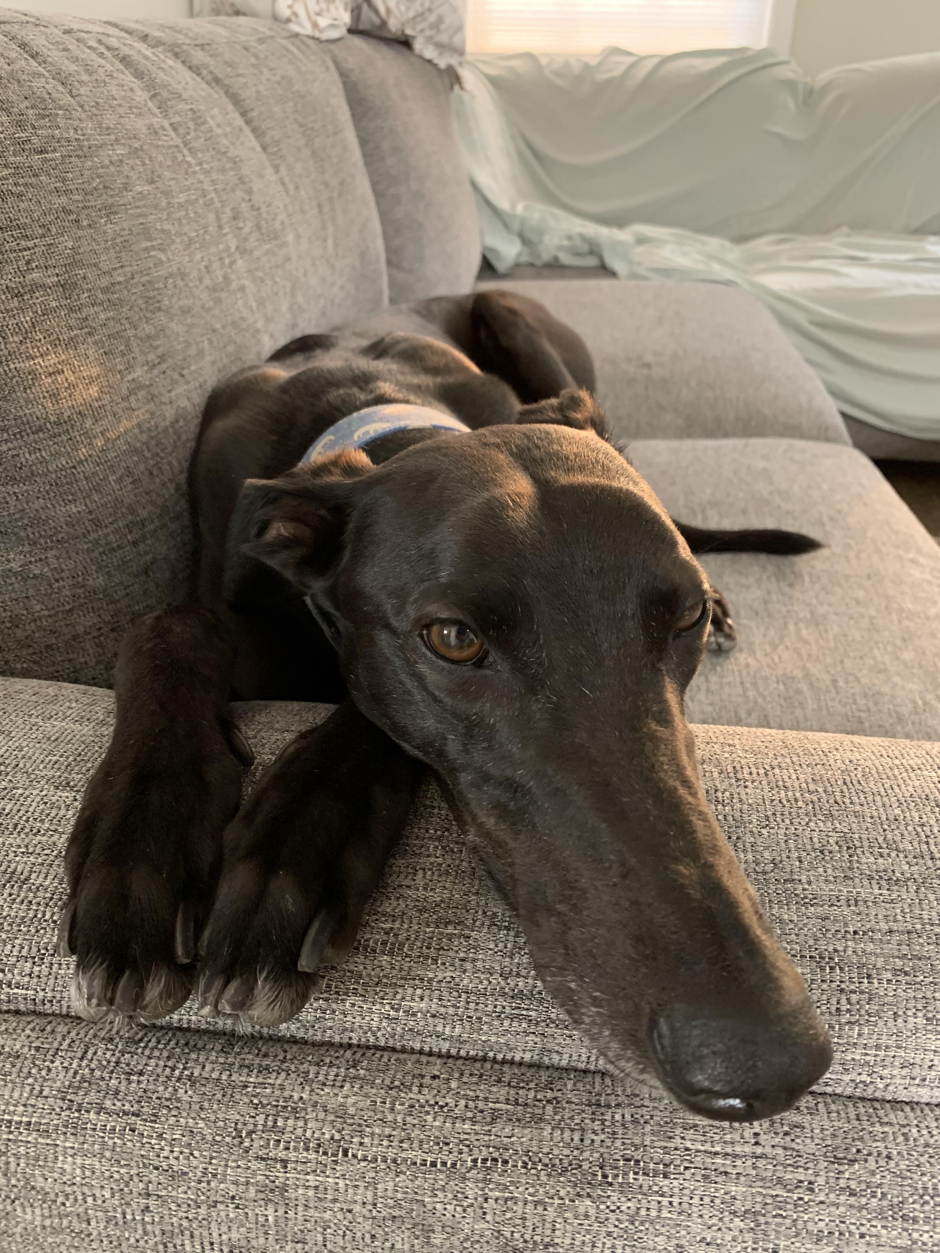 [Question] Greyhound scared of food bowl, should we be helping him eat