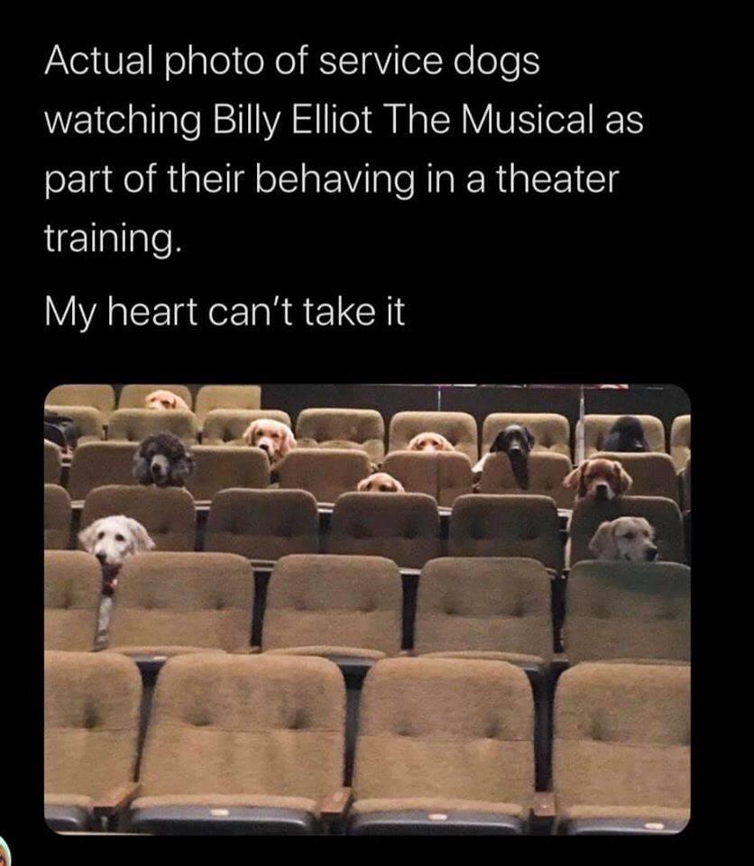 Service dogs are awesome. Imagine a theater full of “emotional support