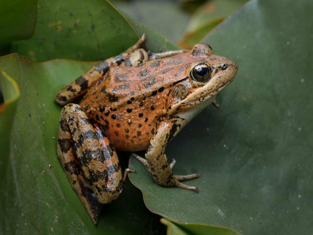 California Redlegged Frog (Rana draytonii), in situ. Contra Costa Co