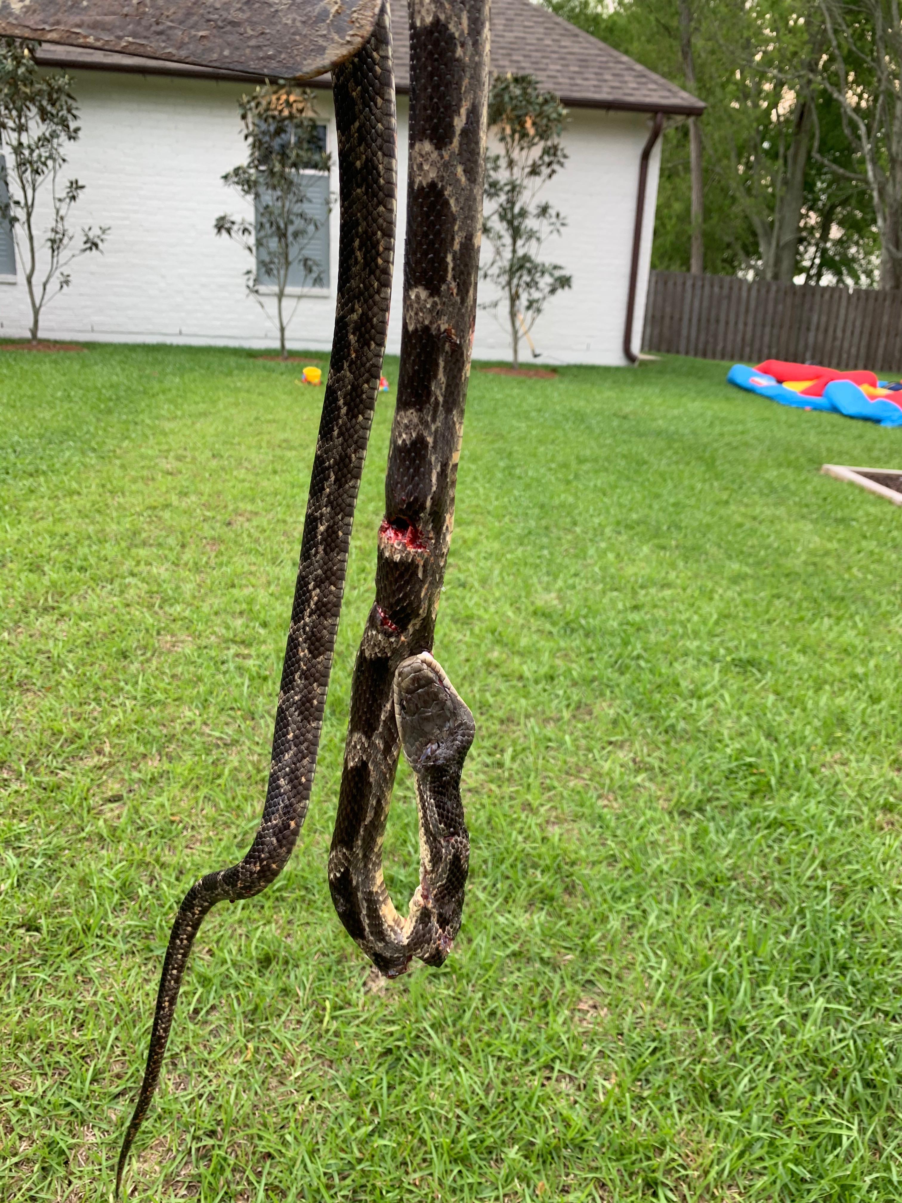 What is this snake? [south Louisiana USA] r/whatsthissnake