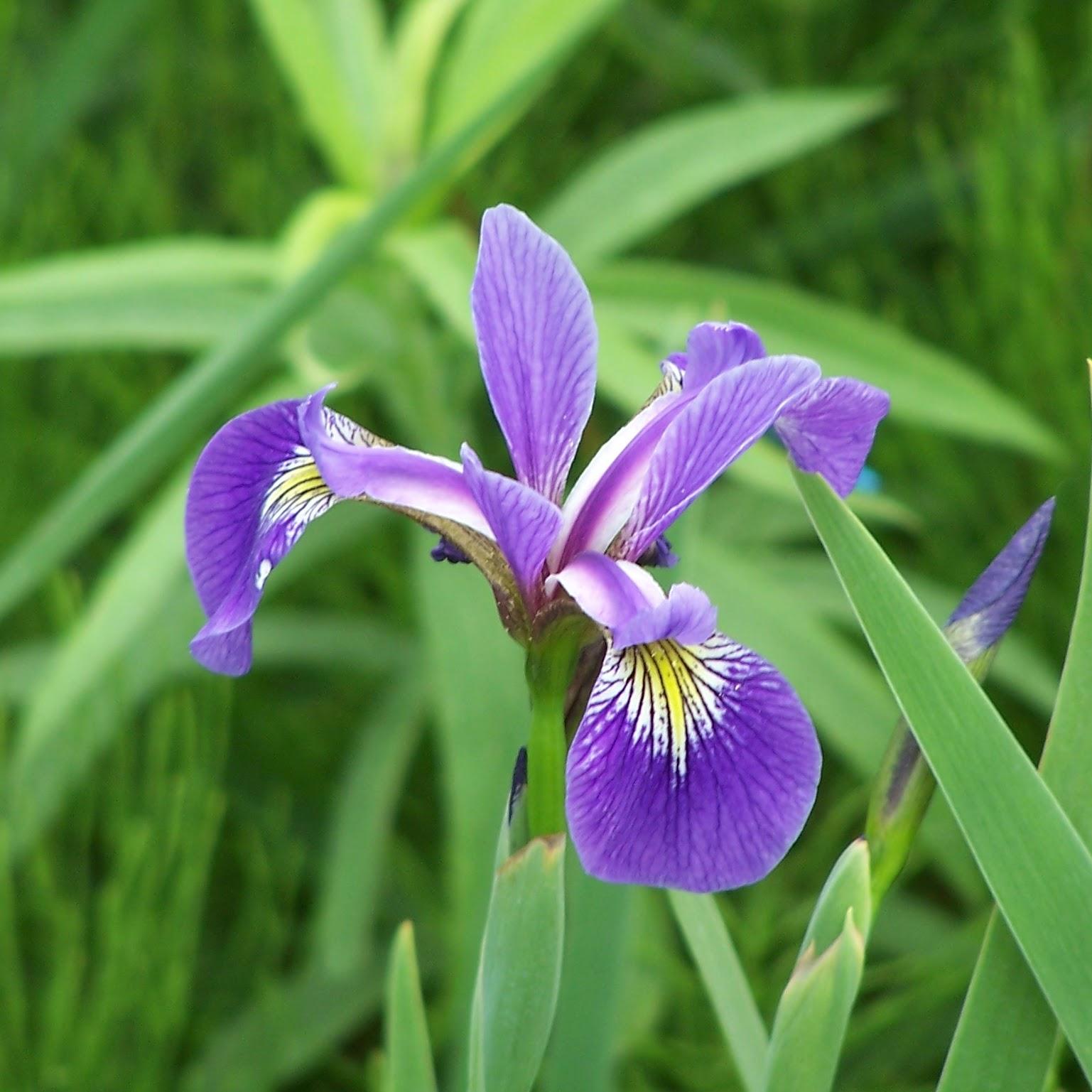 Blue Flag Iris (Iris versicolor), Bruce Peninsula National Park