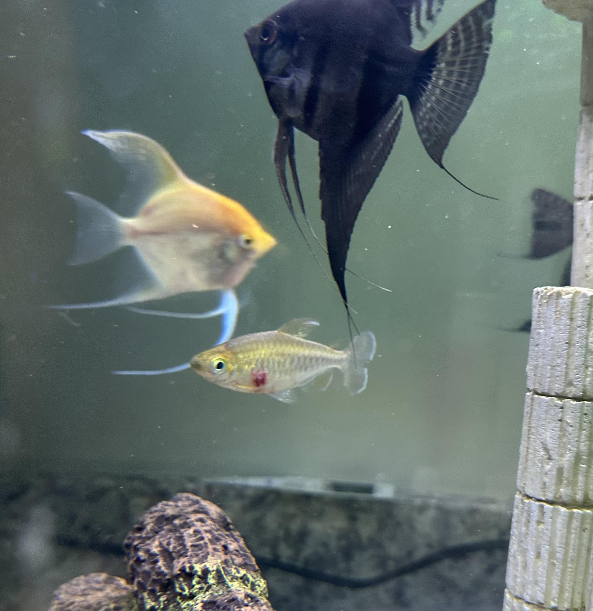 Is this Congo Tetra injured or growing into its red pigment as it ages