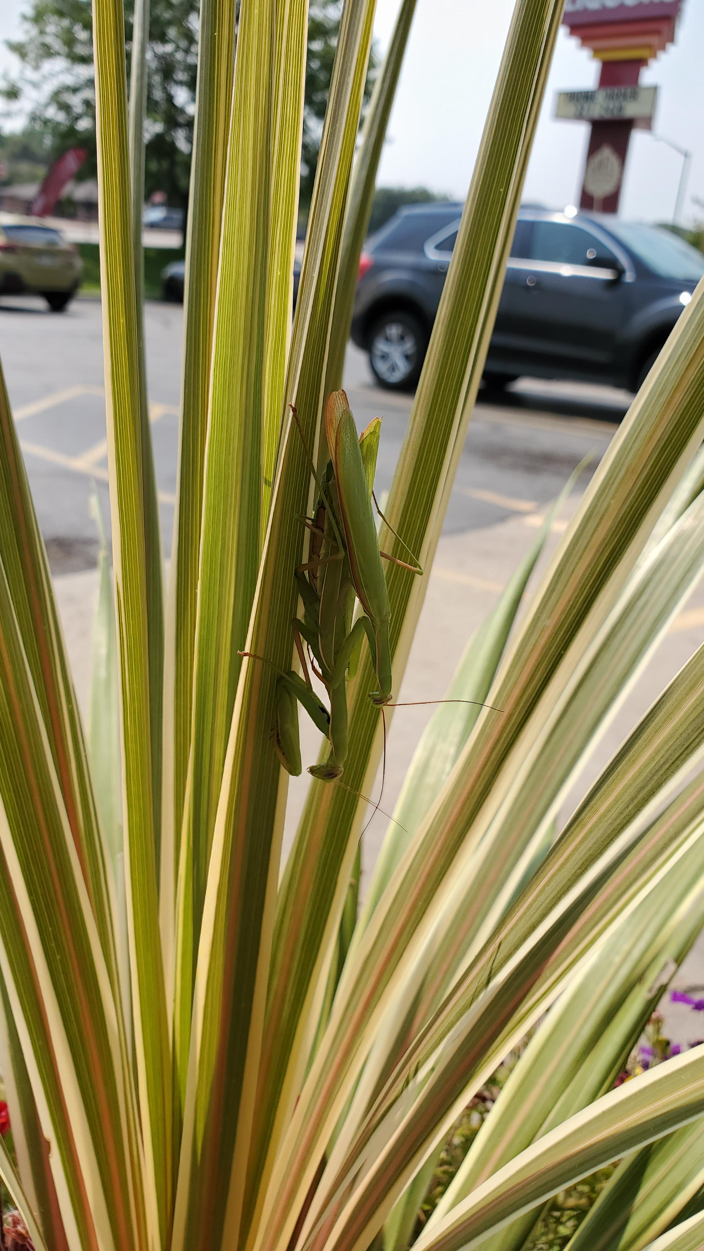 Literal Insect Porn : InsectPorn