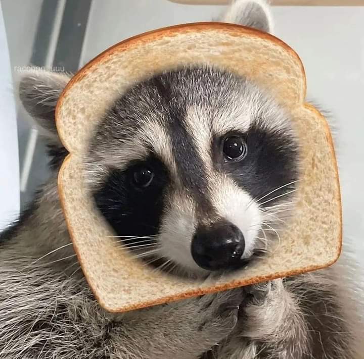 Funny 😁 r/Raccoons