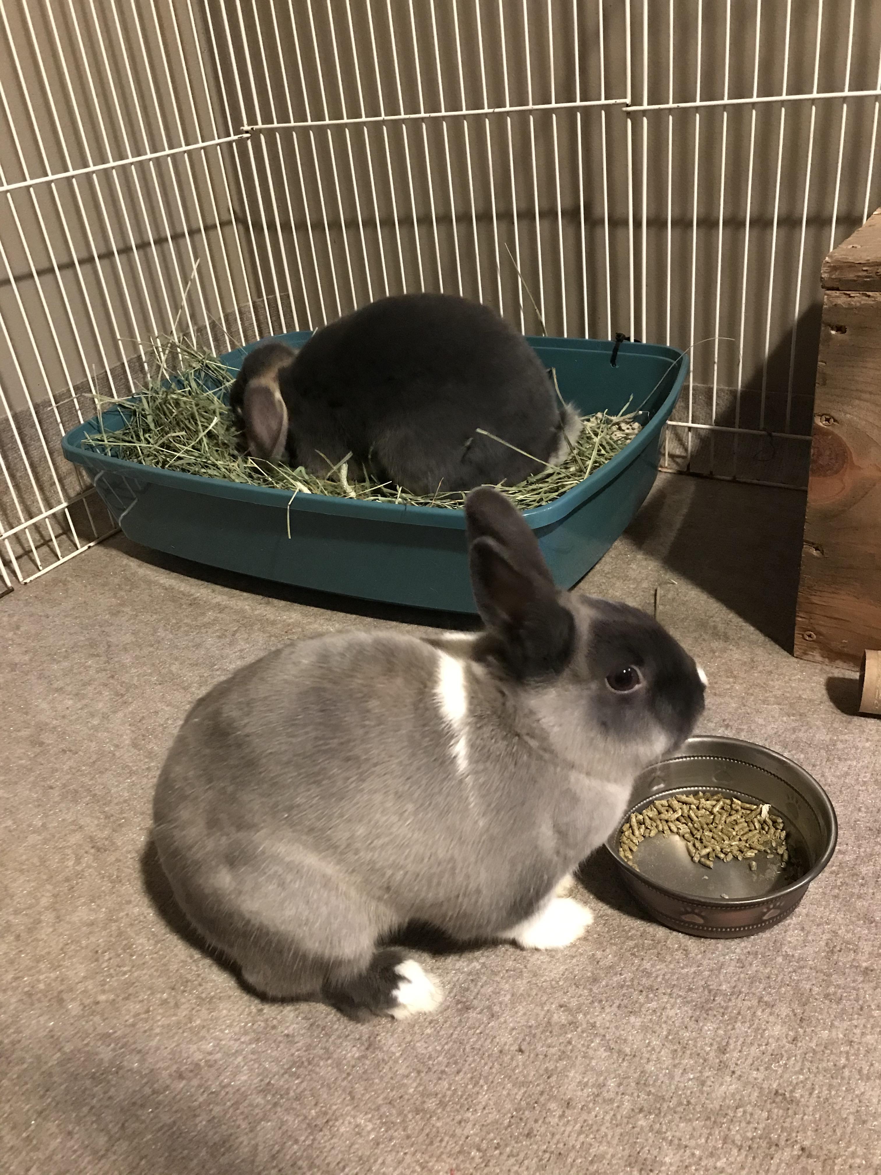 My naughty bunny children decided to dig everything out of their litter