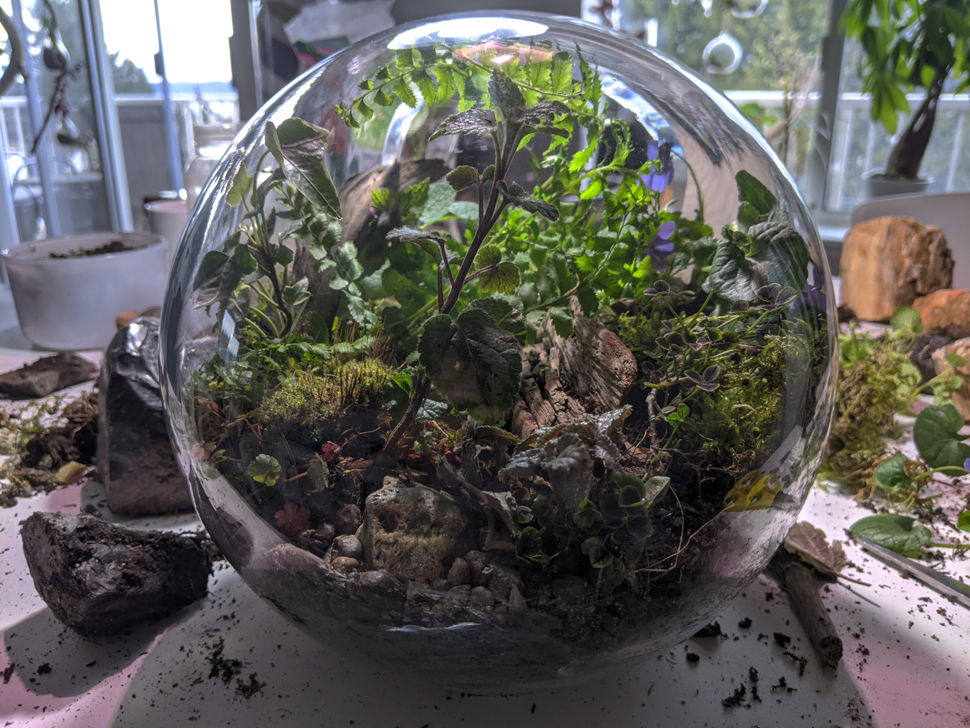 I made a small globe terrarium r/Jarrariums
