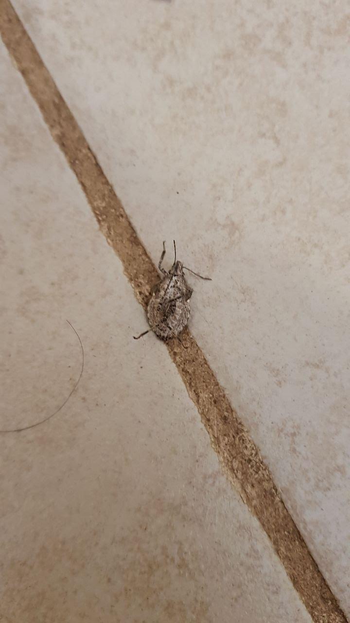 South Texas I found this bug in my bedroom r/whatsthisbug