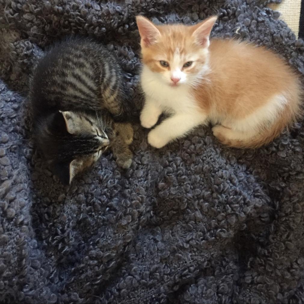 First time kitten owner. Never knew they could be so cute and fun! r