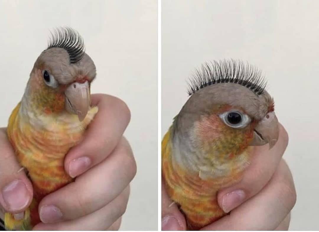 The best use I’ve ever seen for false eyelashes r/funny