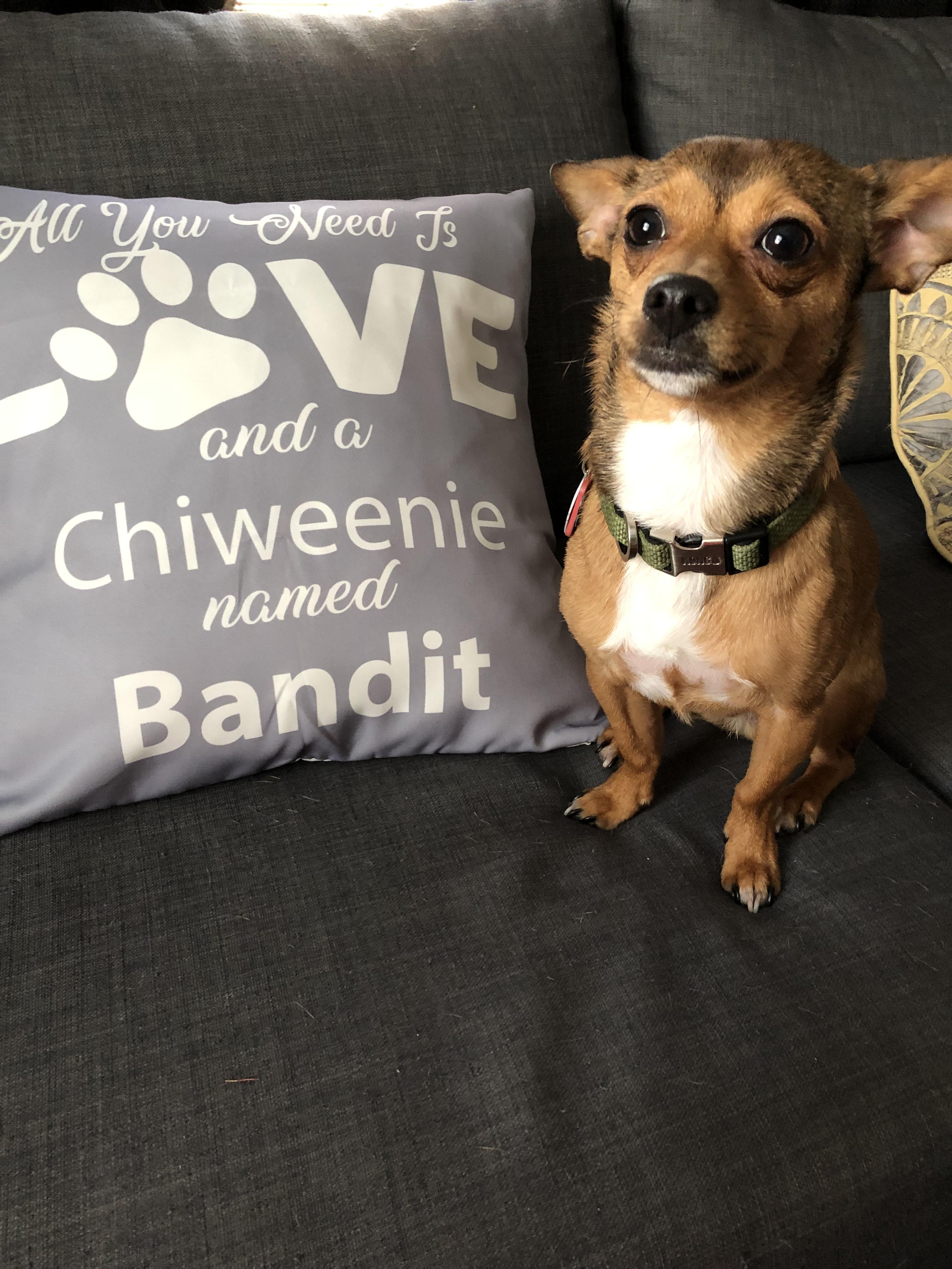 The love of my life. chihuahua