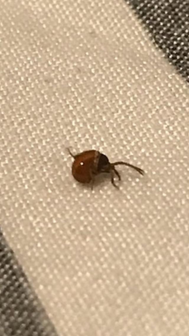 [NYC] very tiny, bulbous back insect with long antennas, hoping not a