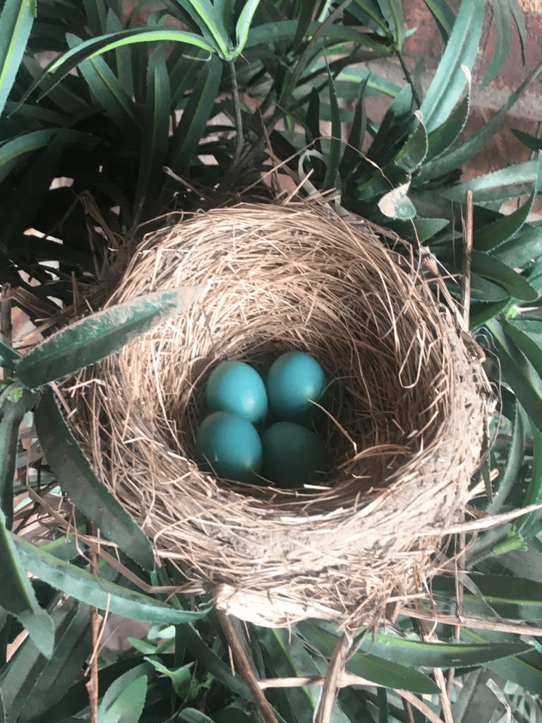 Blue Jay nest in a fake tree on my balcony r/pics