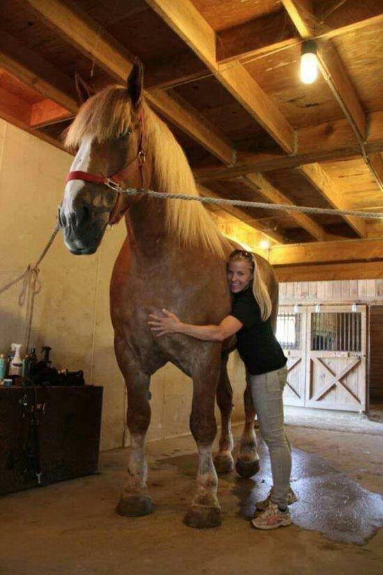 Big Jake, the world’s tallest horse r/pics